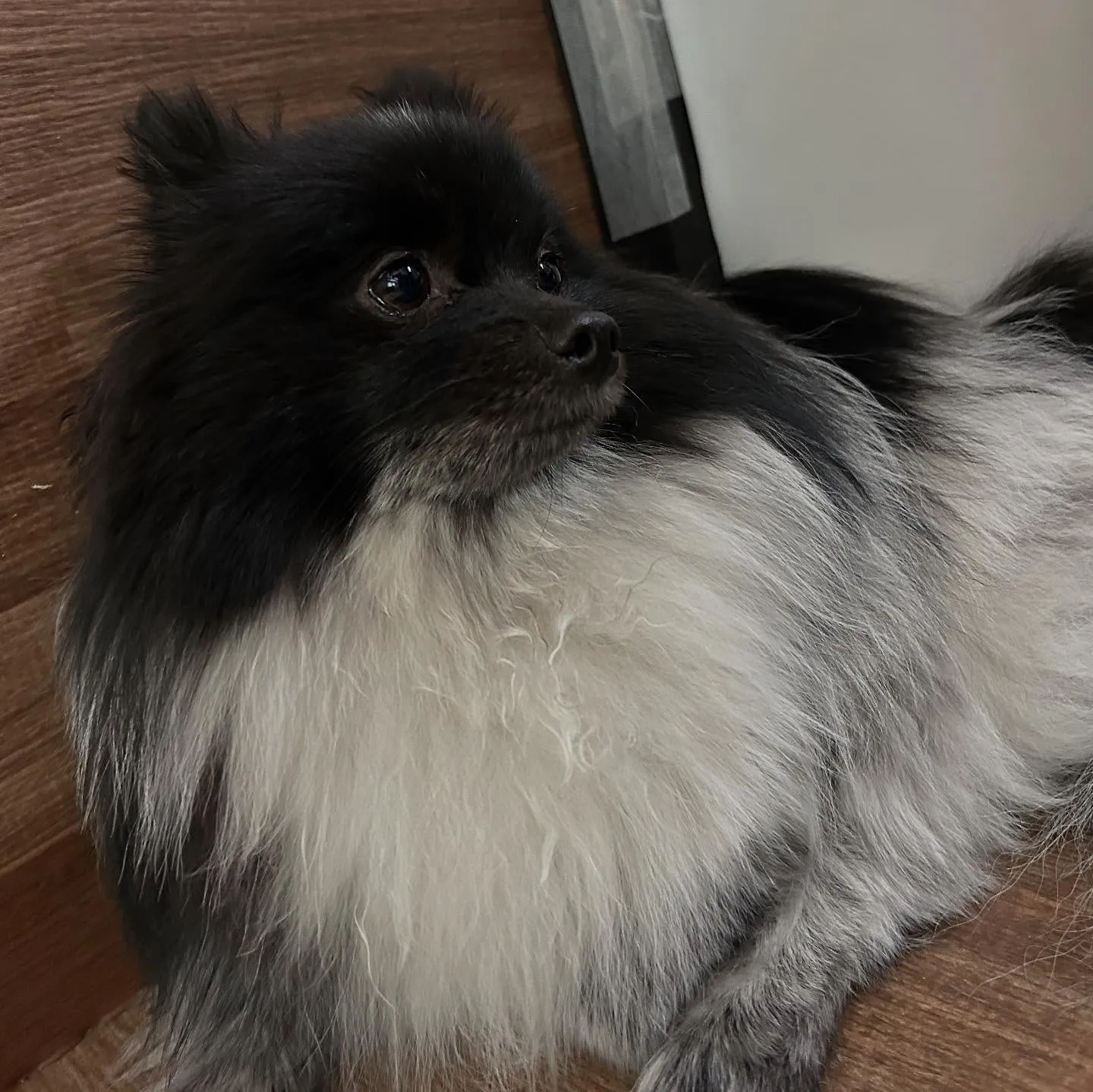 トリミングのセットメニューをご利用頂いたわんこたちです🌟