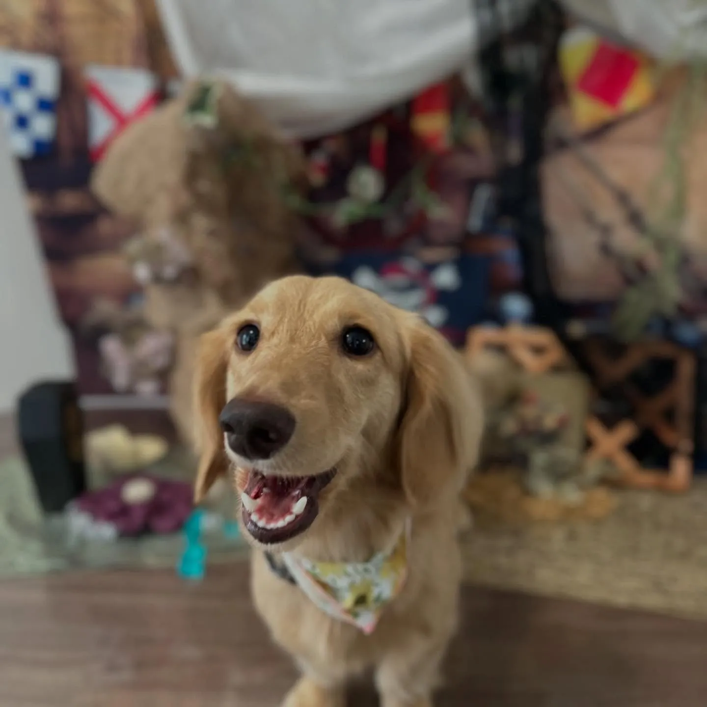 トリミングのセットメニューをご利用頂いたわんこたちです🌟