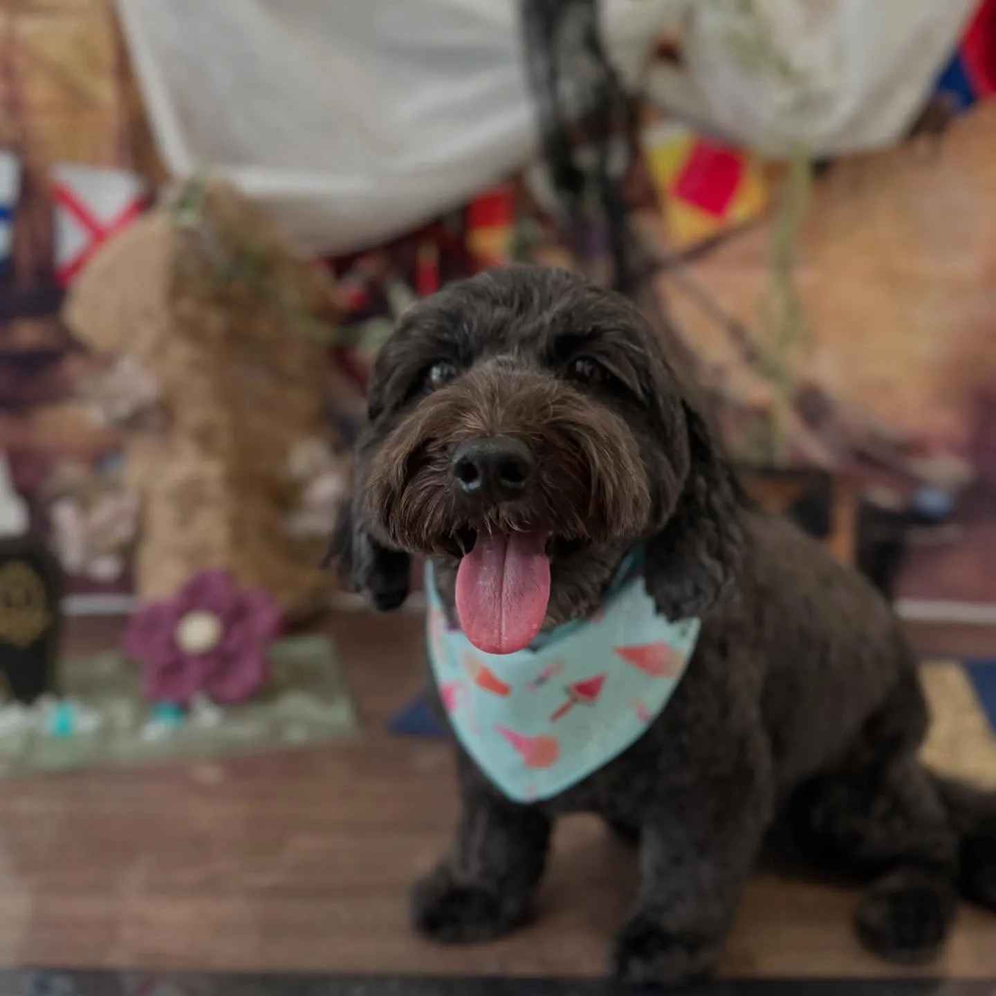 トリミングのセットメニューをご利用頂いたわんこたちです🌟