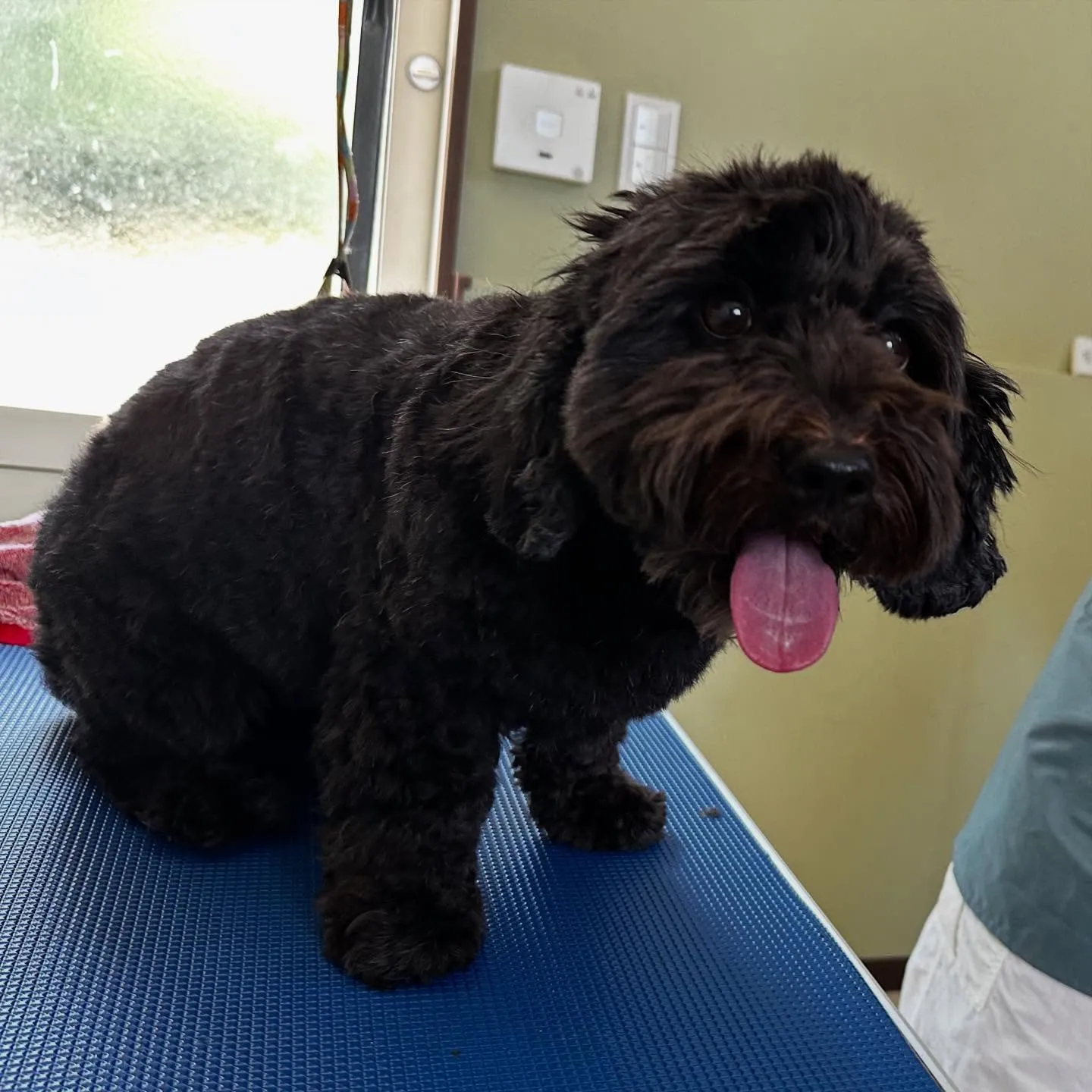 トリミングのセットメニューをご利用頂いたわんこたちです🌟