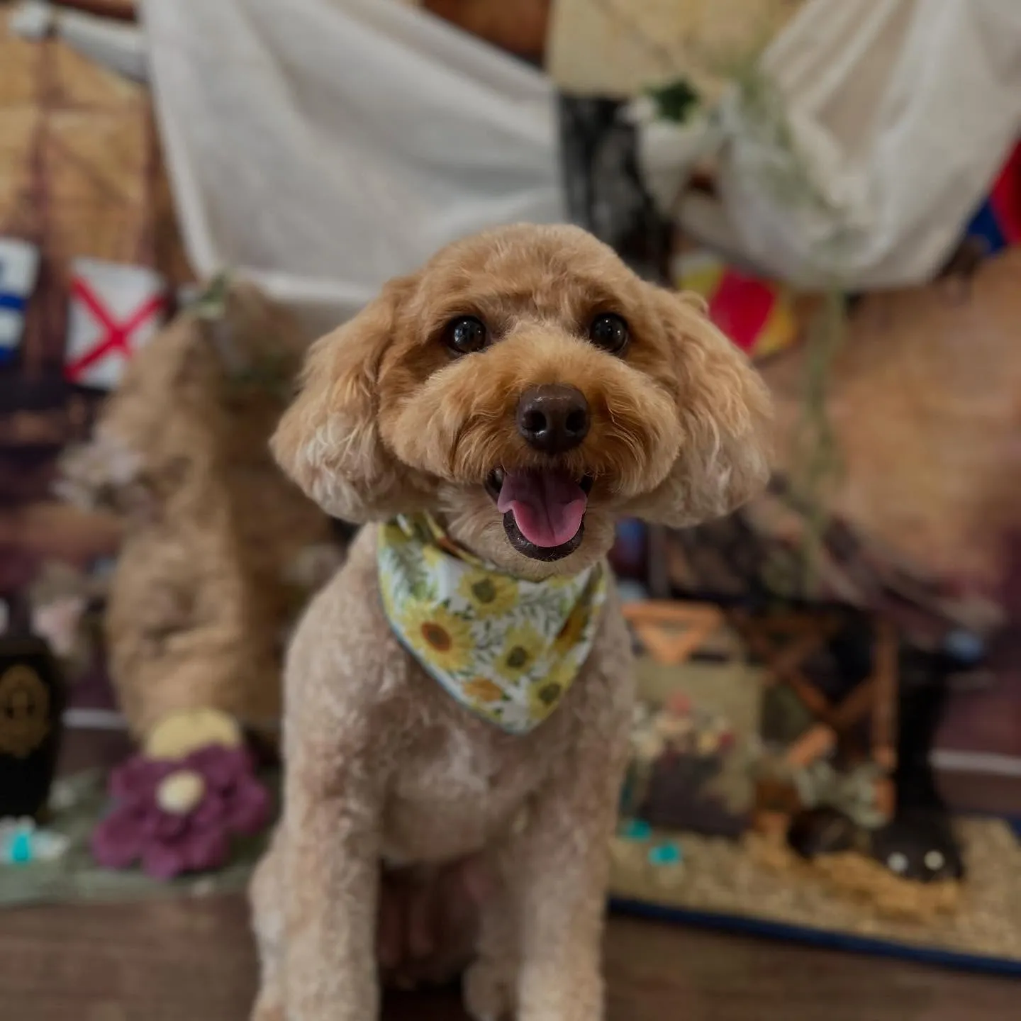 トリミングのセットメニューをご利用頂いたわんこたちです🌟