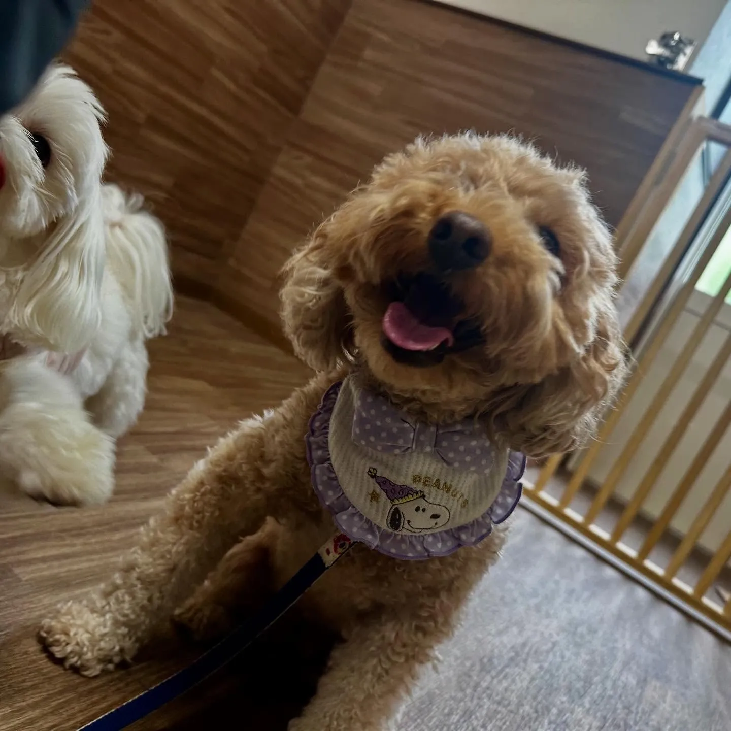 トリミングのセットメニューをご利用頂いたわんこたちです🌟