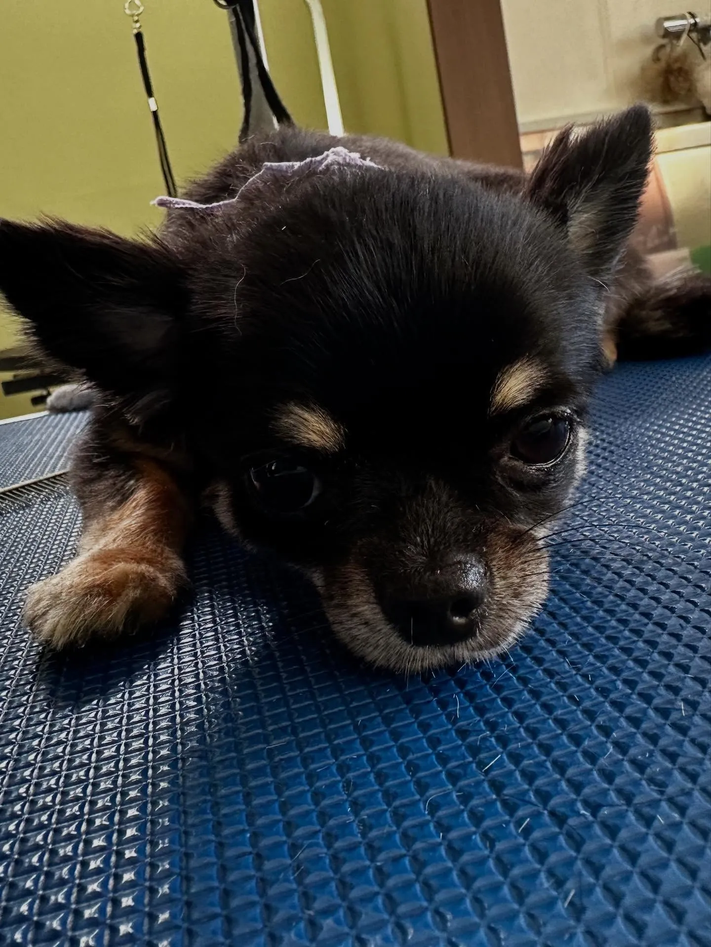 10月の営業カレンダーです🎶