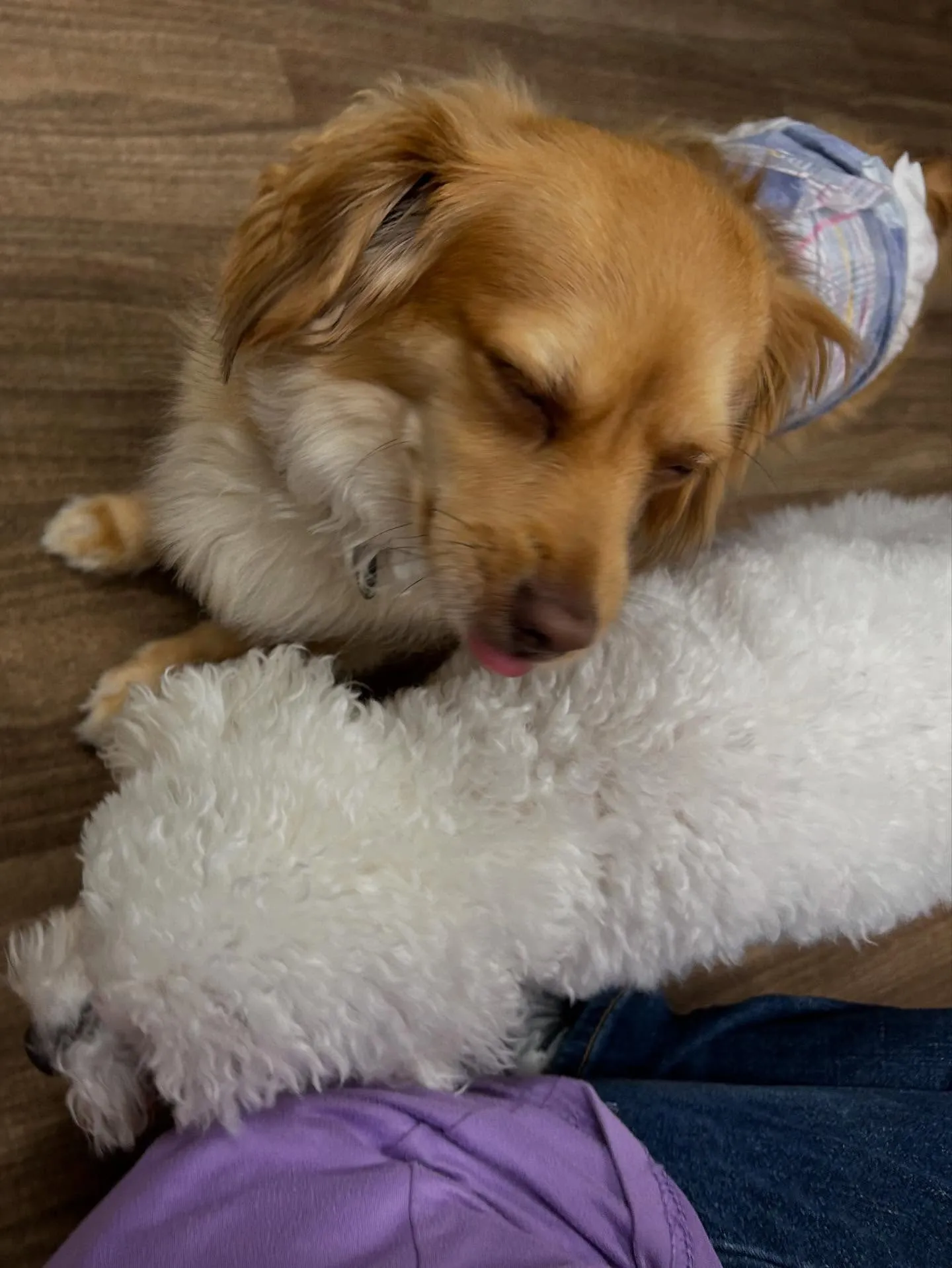 トリミングのセットメニューで来てくれたわんこたちです💕