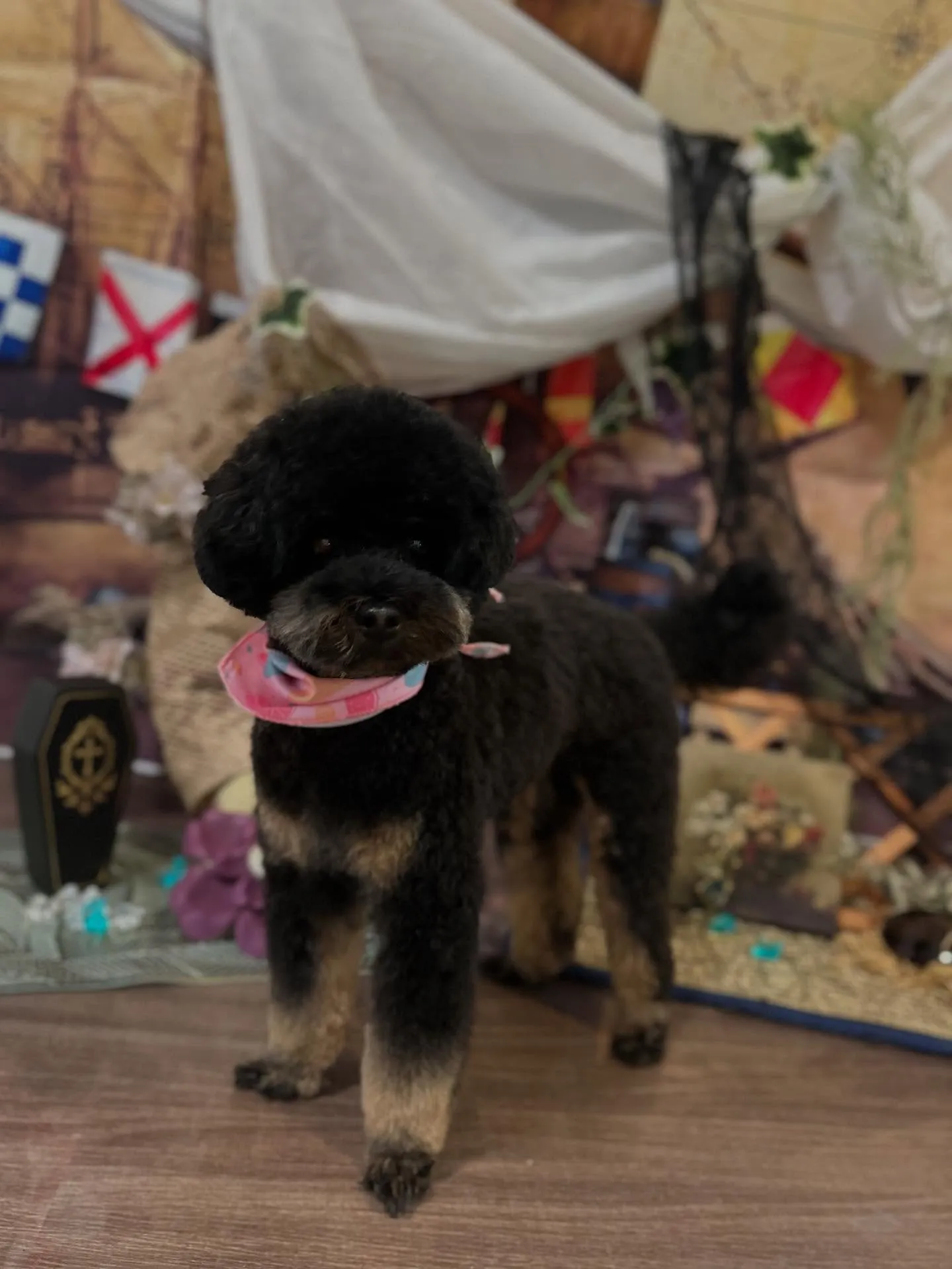 トリミングのセットメニューで来てくれたわんこたちです💕