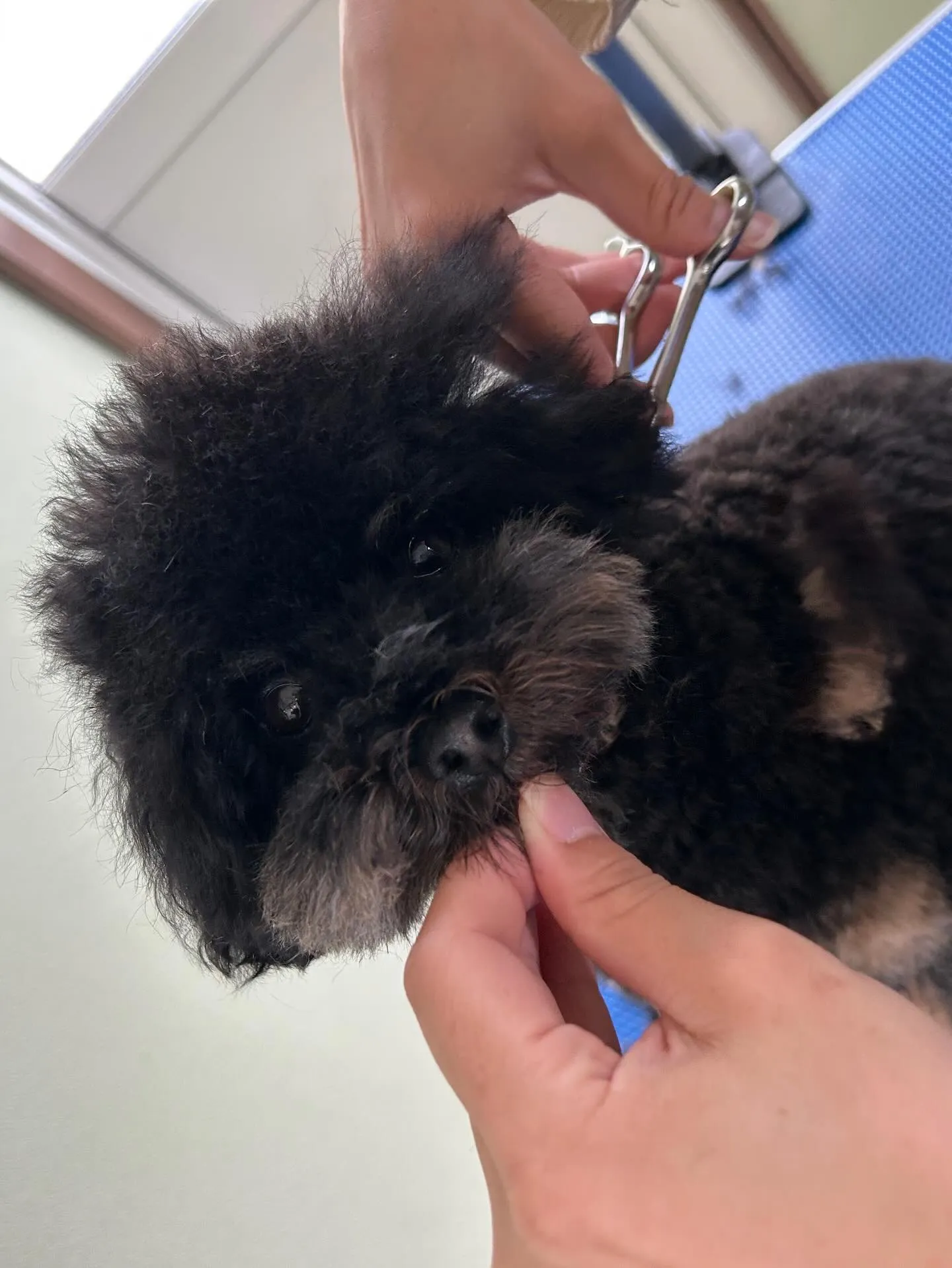 トリミングのセットメニューで来てくれたわんこたちです💕