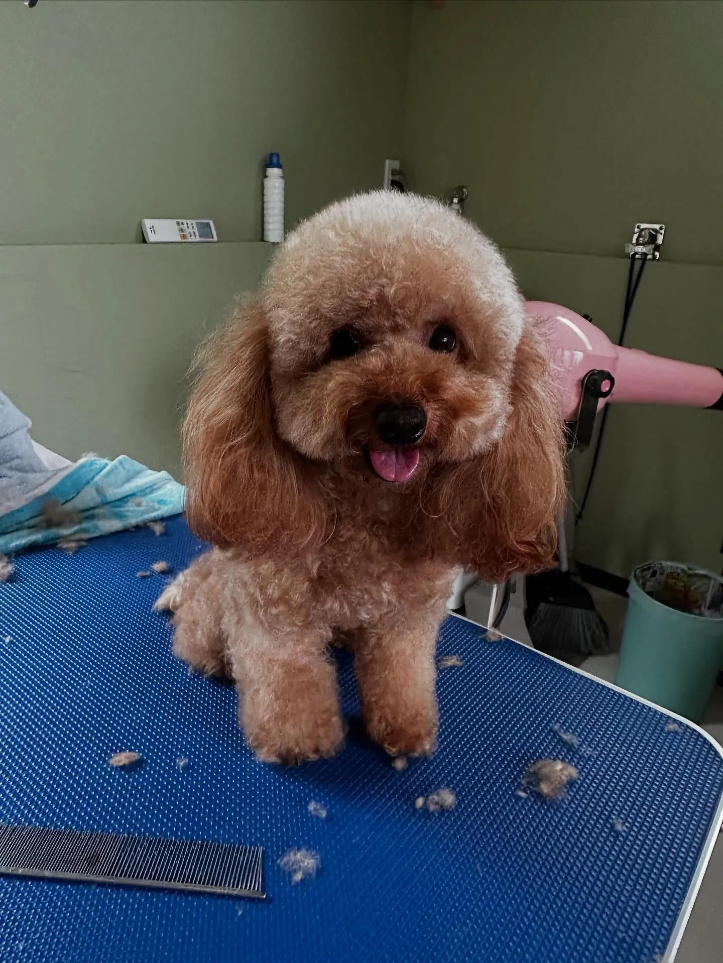 トリミングのセットメニューで来てくれたわんこたちです💕