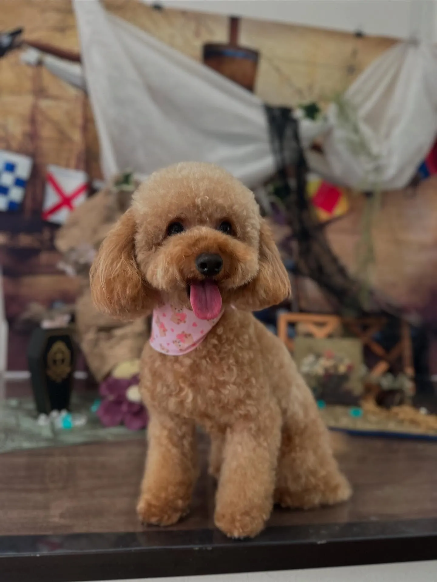 トリミングのセットメニューで来てくれたわんこたちです💕