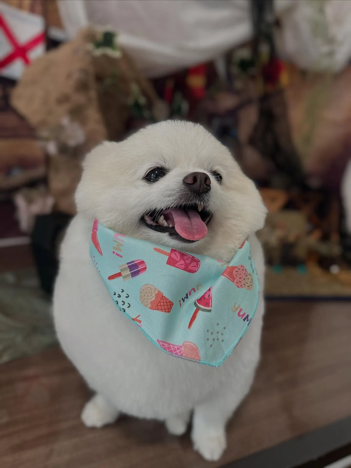 トリミングのセットメニューで来てくれたわんこたちです💕