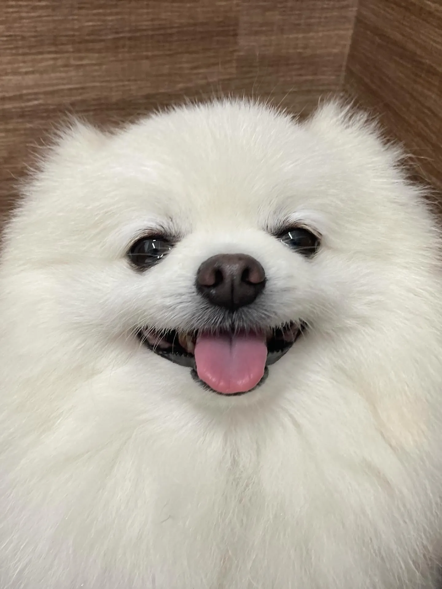 トリミングのセットメニューで来てくれたわんこたちです💕