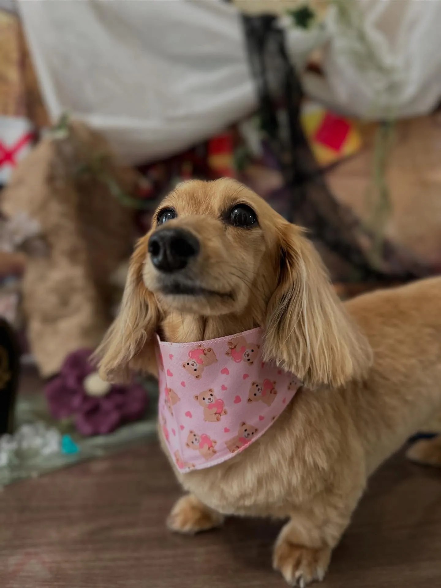 トリミングのセットメニューで来てくれたわんこたちです💕