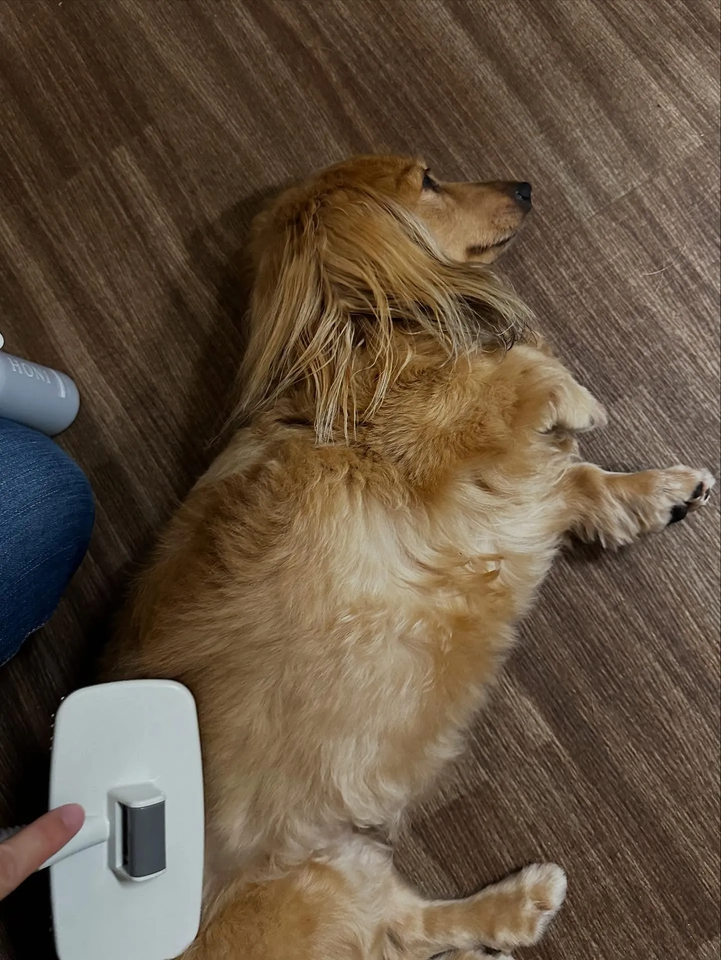 トリミングのセットメニューで来てくれたわんこたちです💕