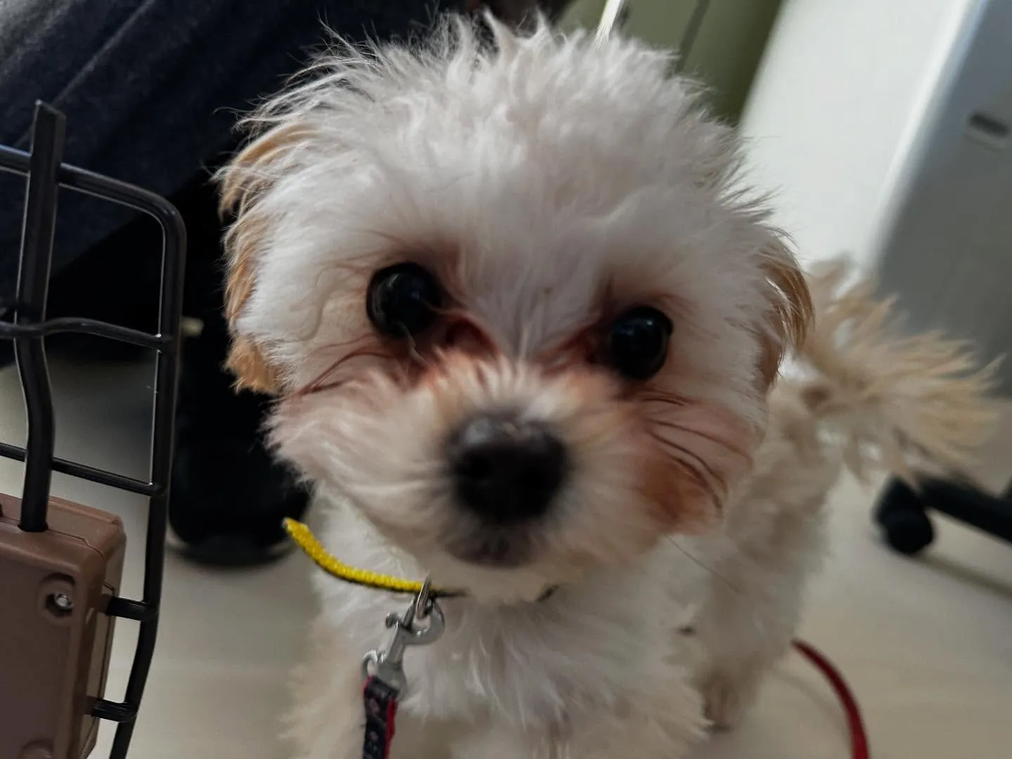 入会してくれた流輝くんです🌟