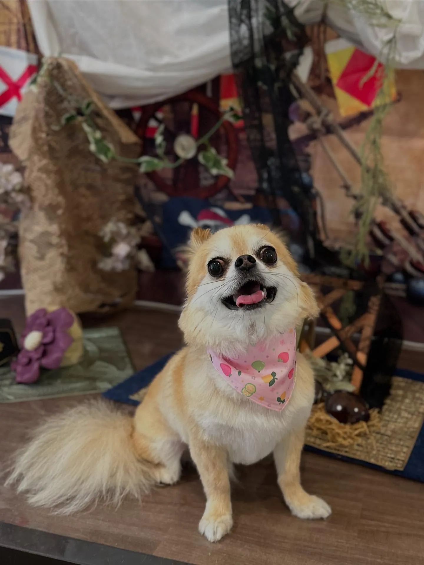 トリミングのセットメニューをご利用頂いたわんこたち✨️