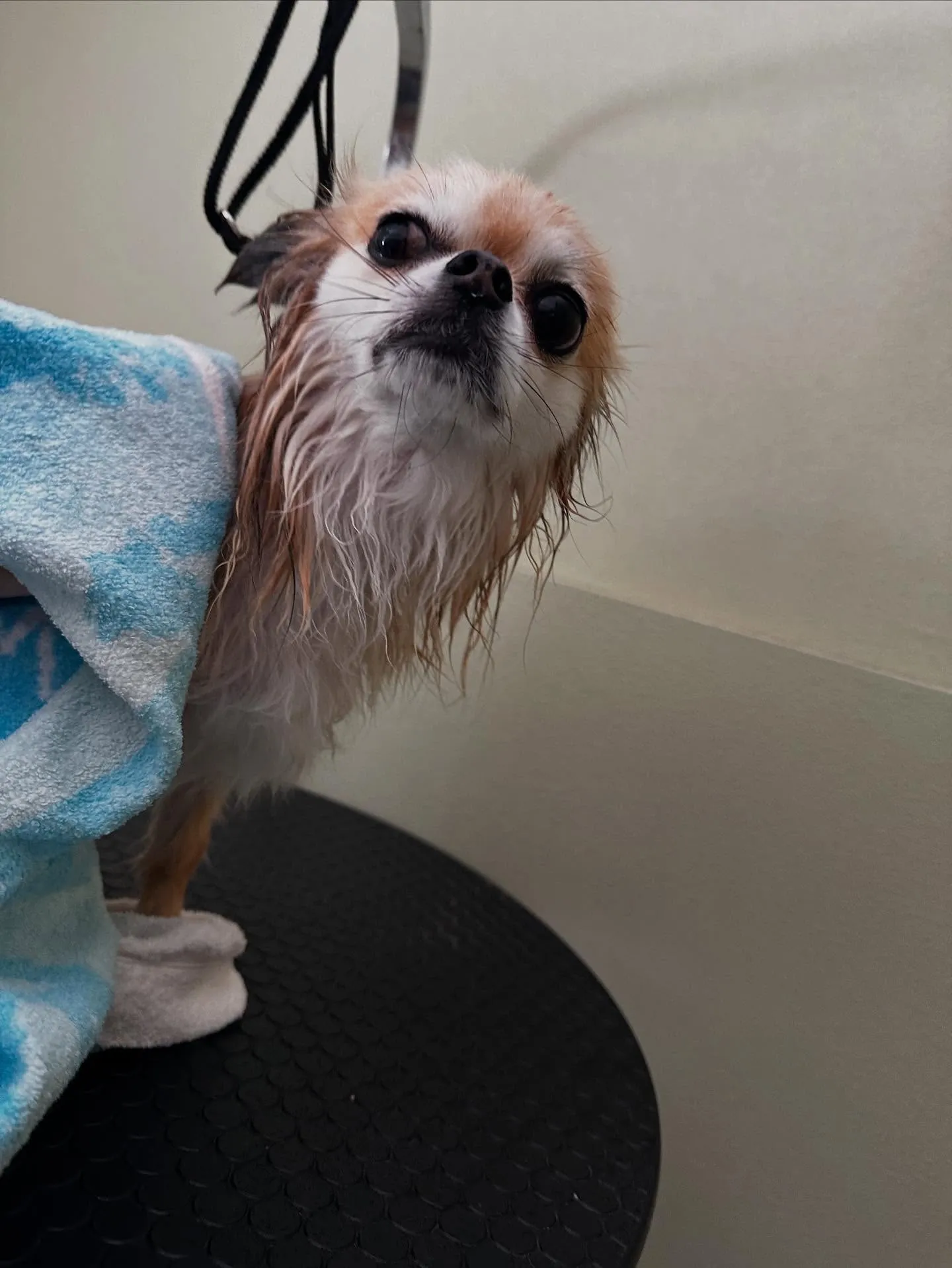 トリミングのセットメニューをご利用頂いたわんこたち✨️