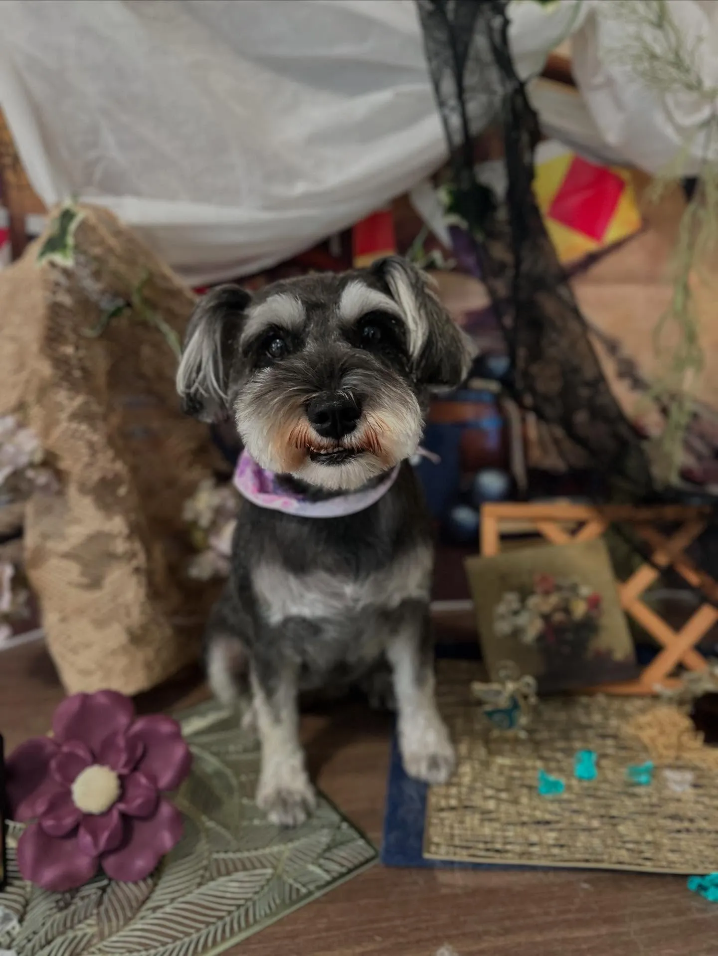 トリミングのセットメニューをご利用頂いたわんこたち✨️