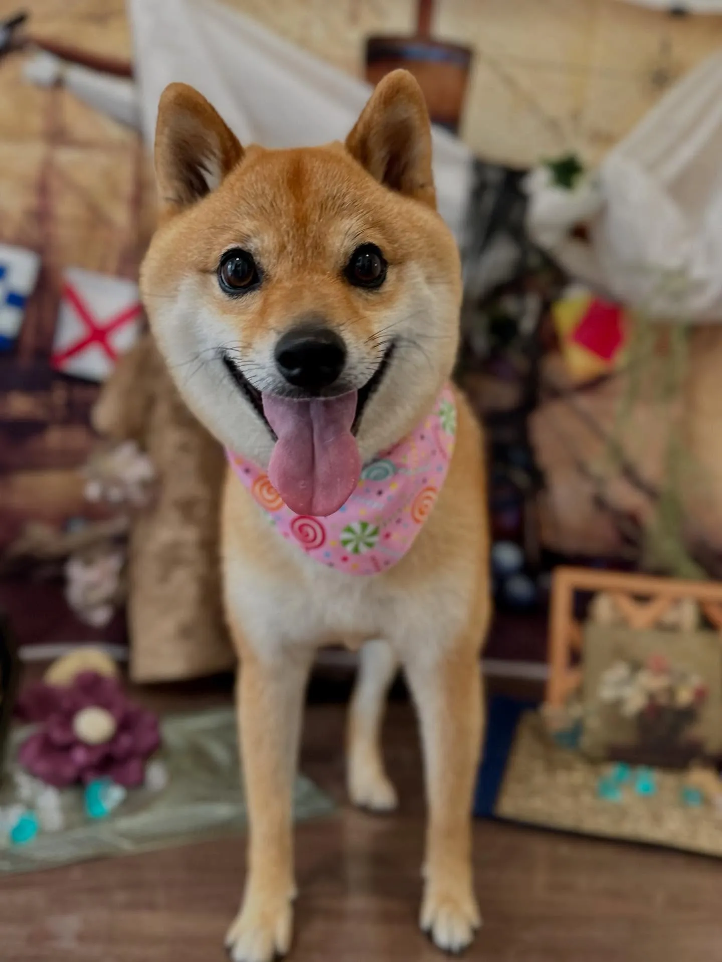 トリミングのセットメニューをご利用頂いたわんこたち✨️