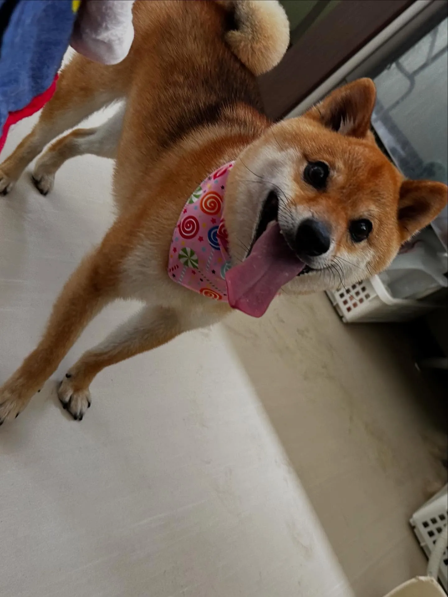 トリミングのセットメニューをご利用頂いたわんこたち✨️