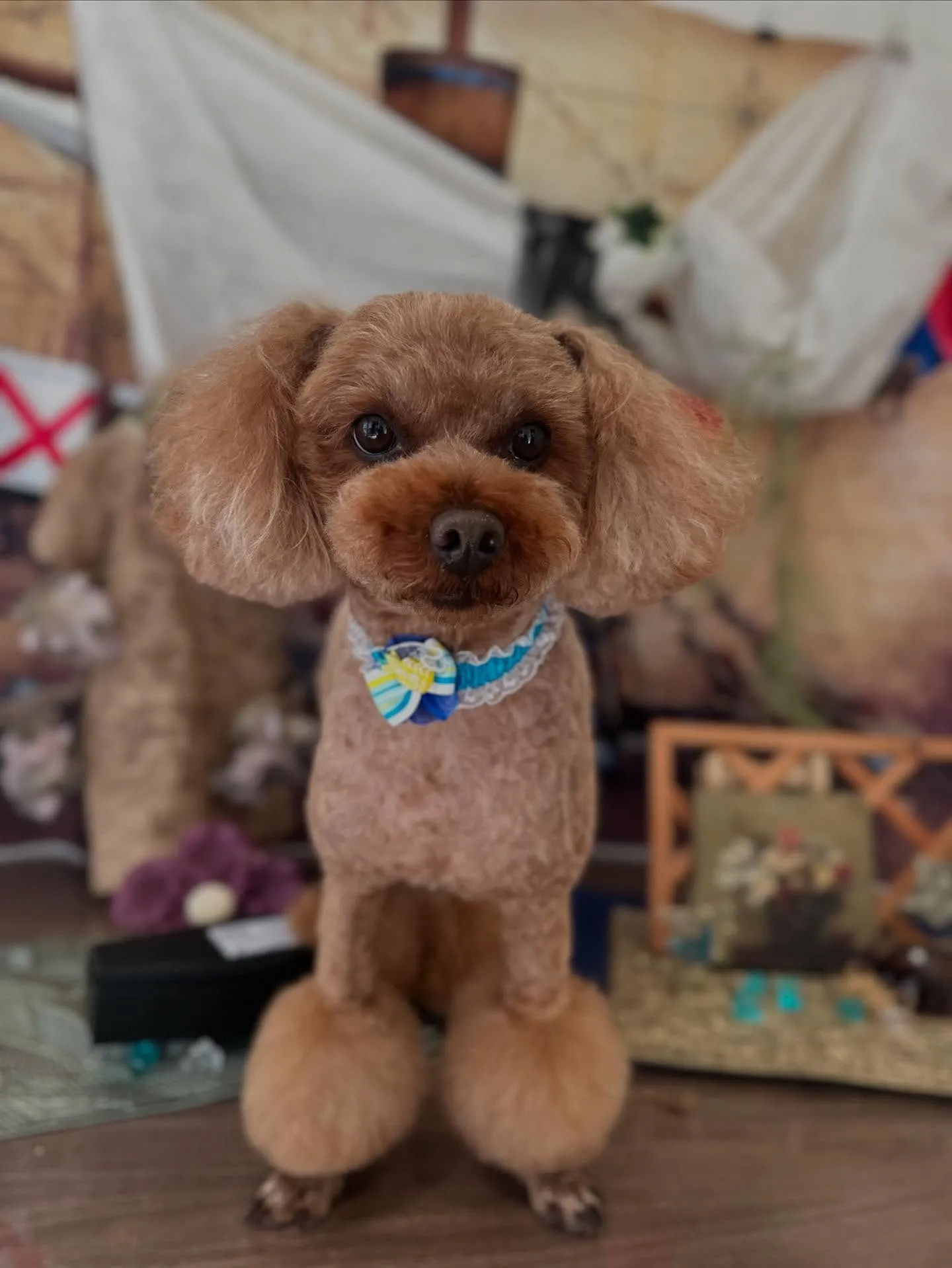 トリミングのセットメニューをご利用頂いたわんこたち✨️