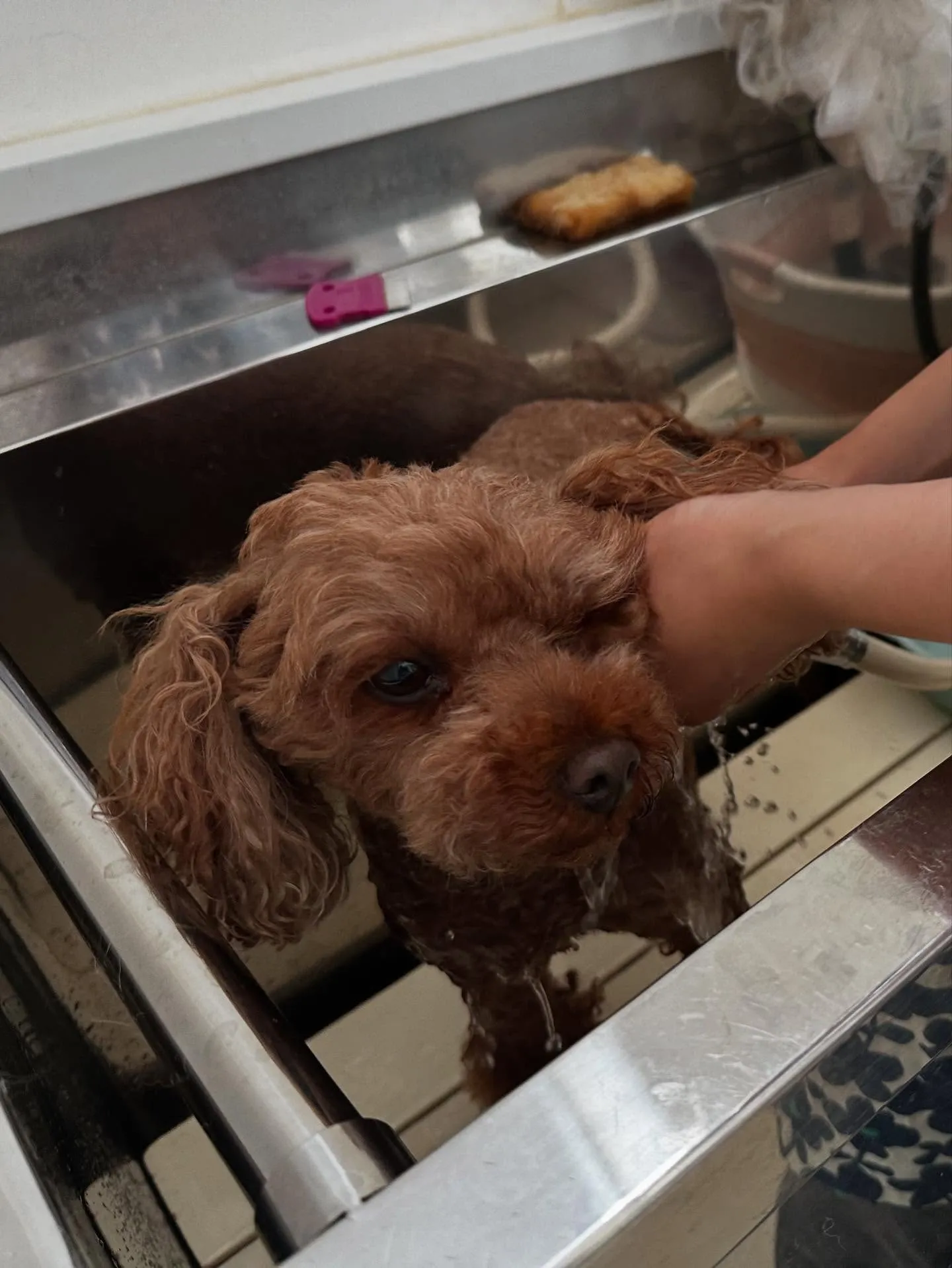 トリミングのセットメニューをご利用頂いたわんこたち✨️