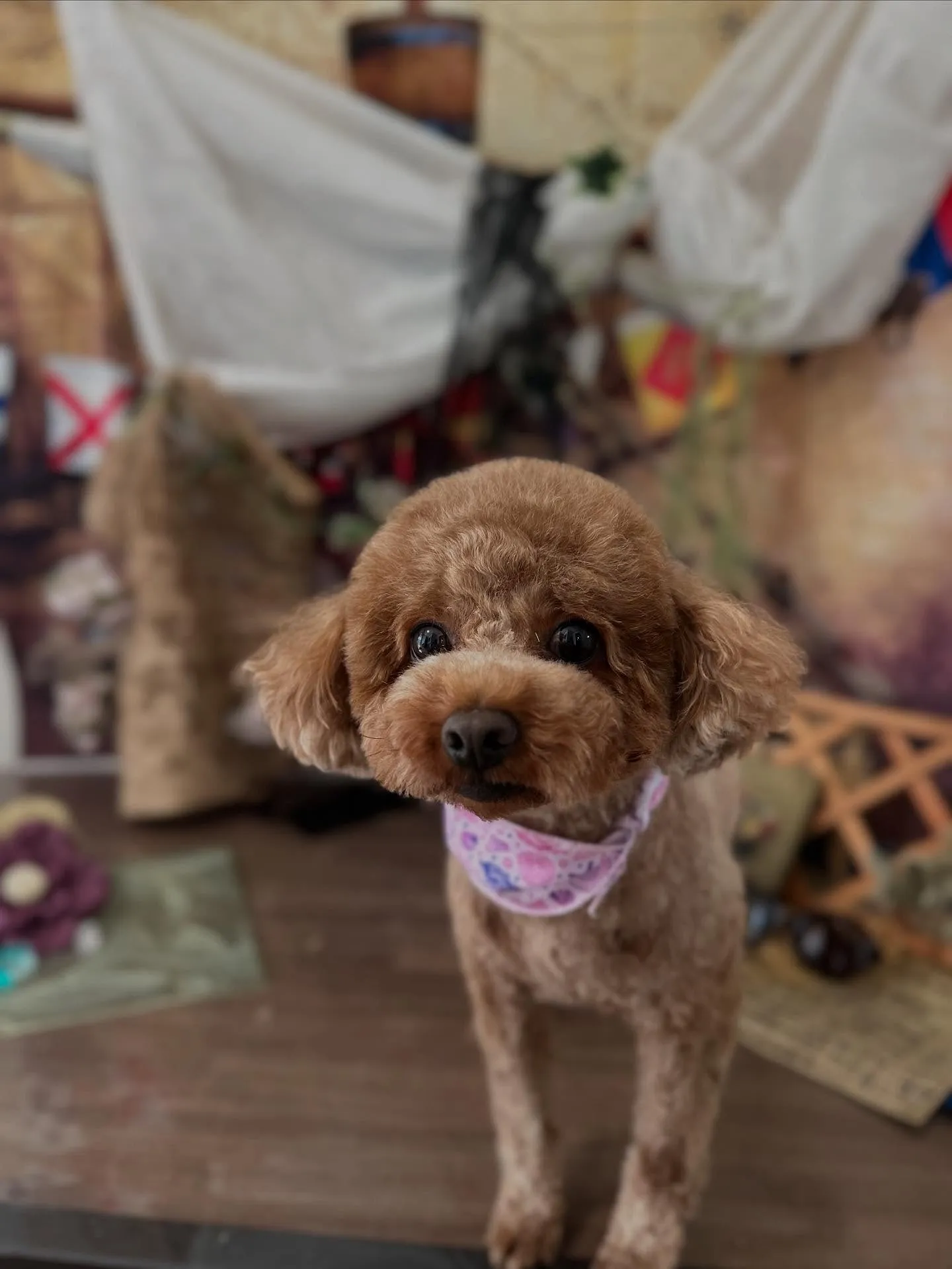 トリミングのセットメニューをご利用頂いたわんこたち✨️