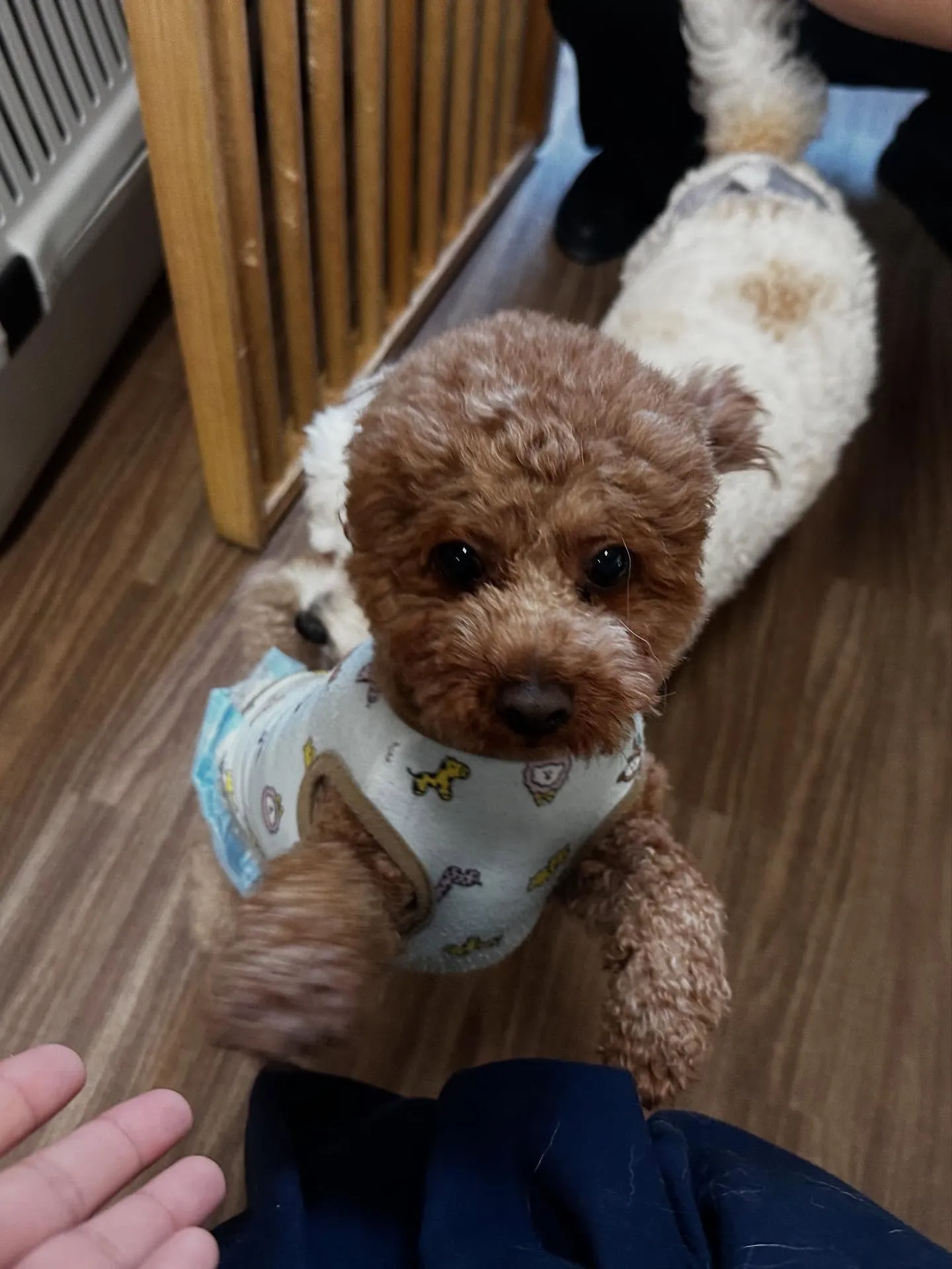 トリミングのセットメニューをご利用頂いたわんこたち✨️