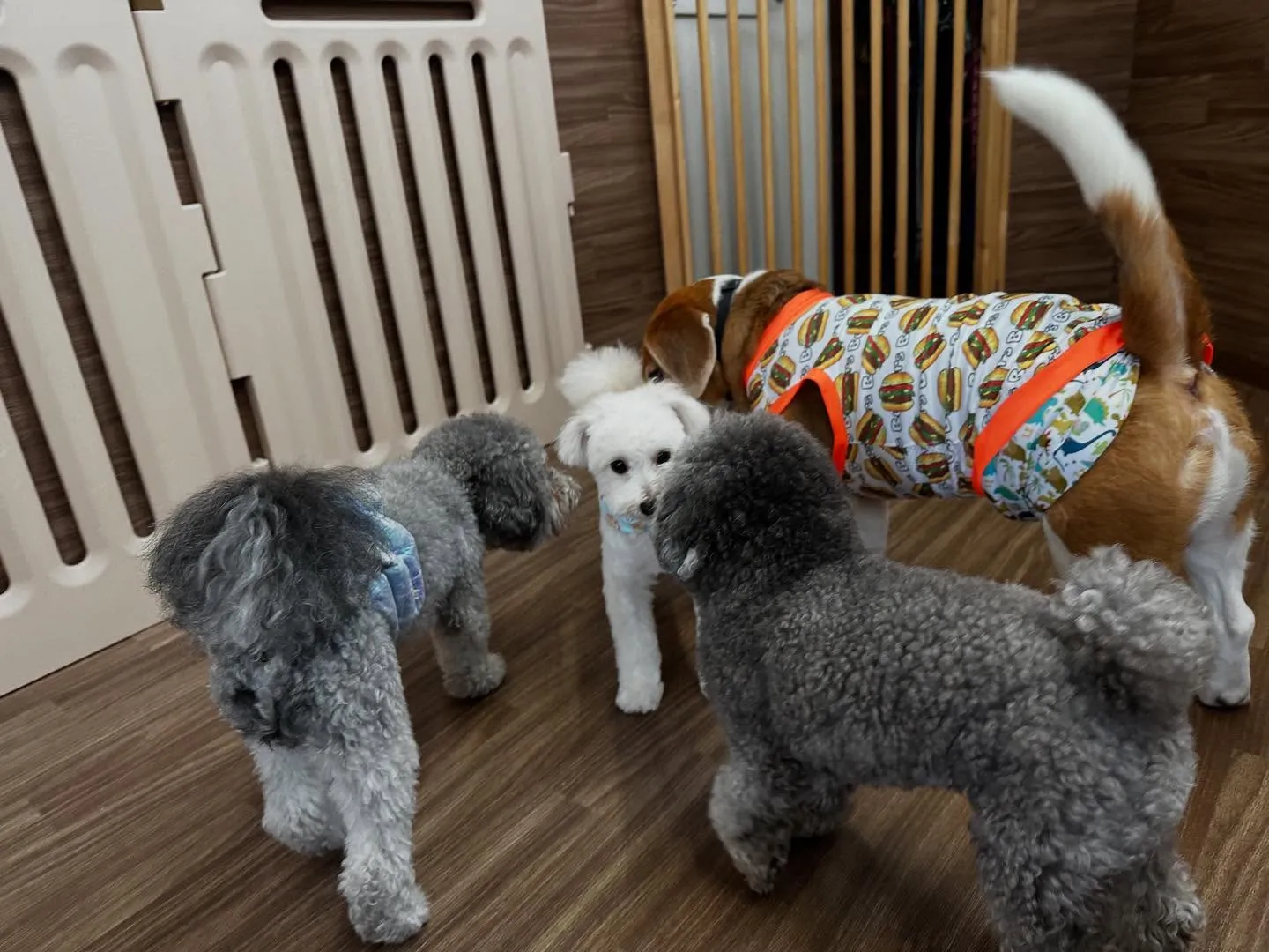 入会してくれたもあくんです🐾