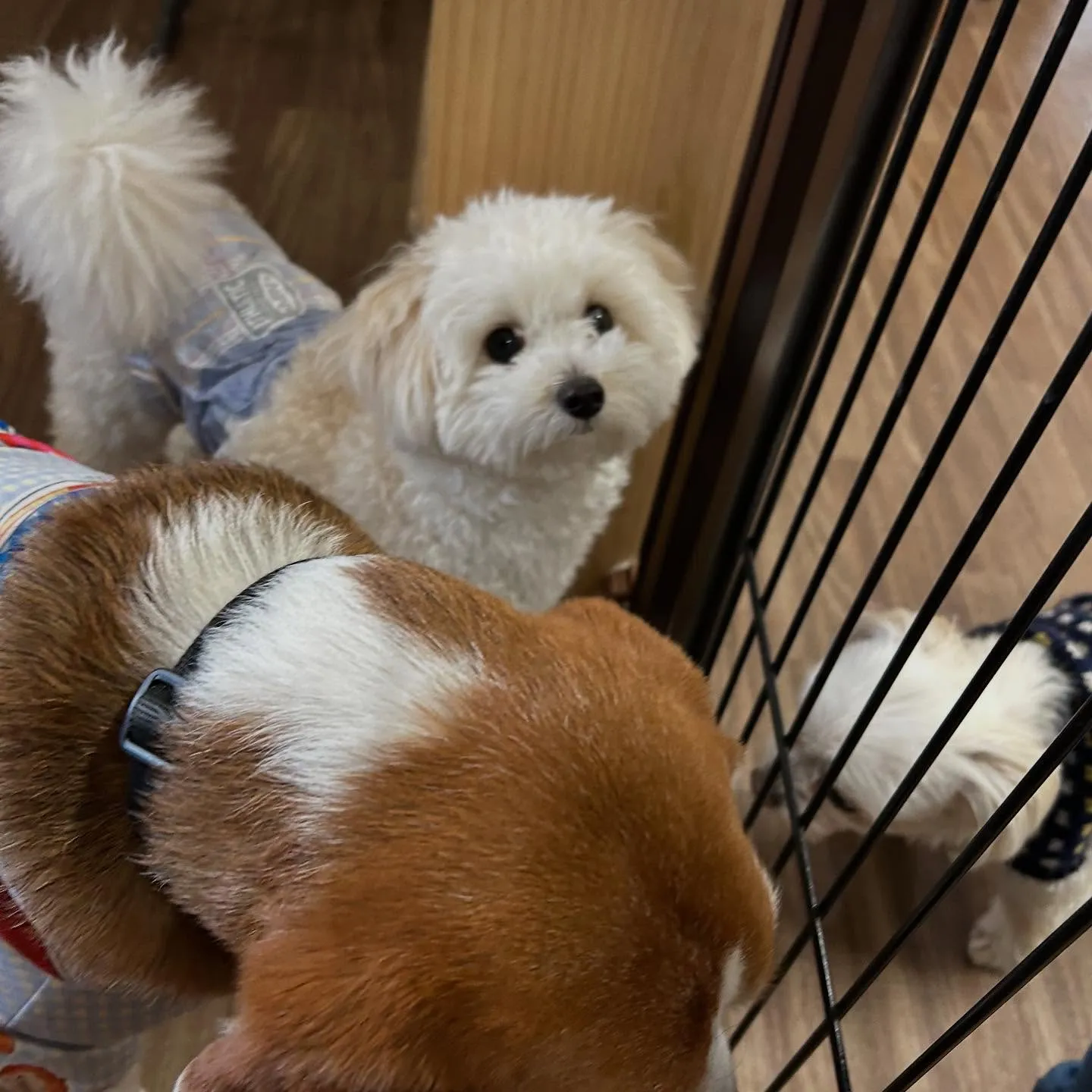 入会してくれたもあくんです🐾