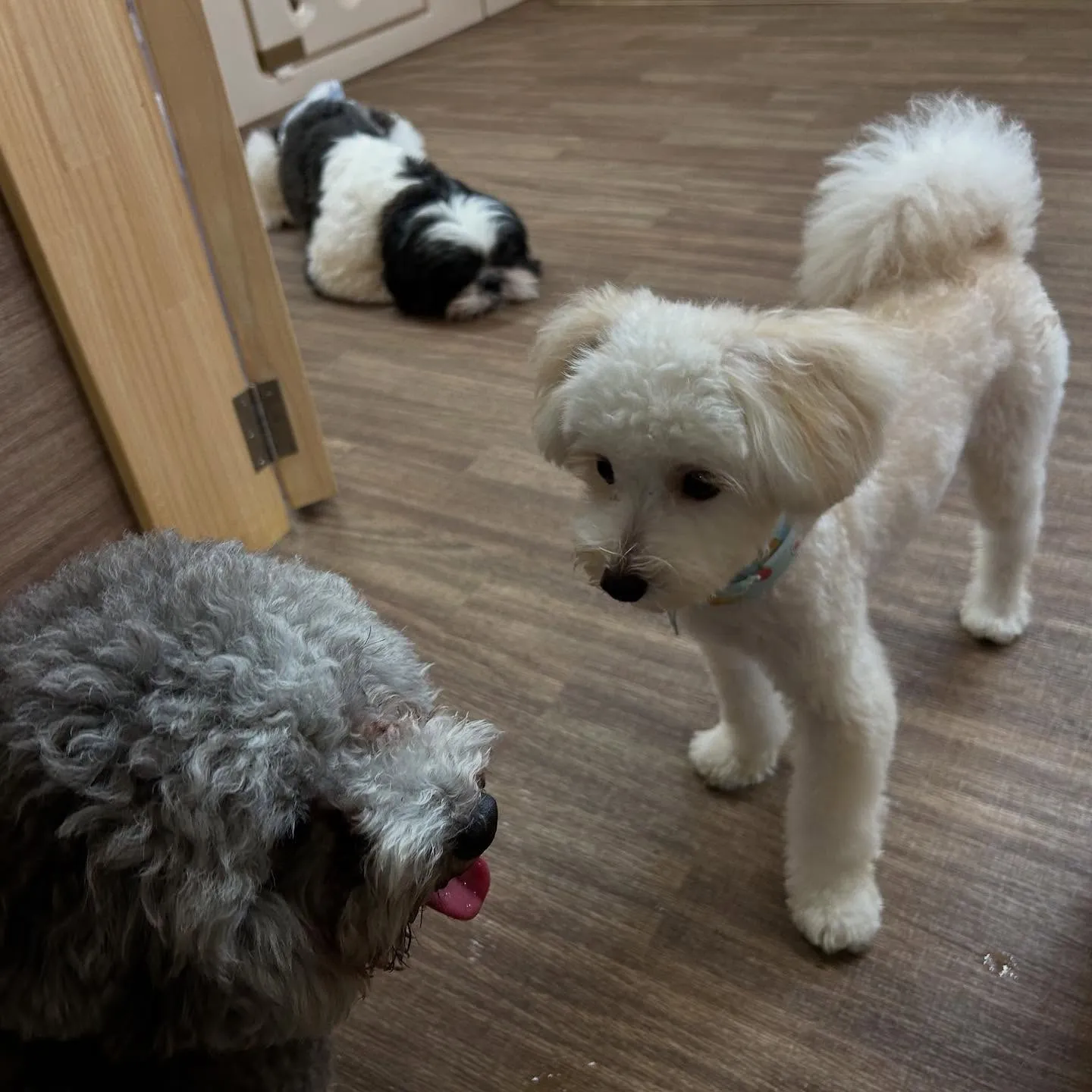 入会してくれたもあくんです🐾