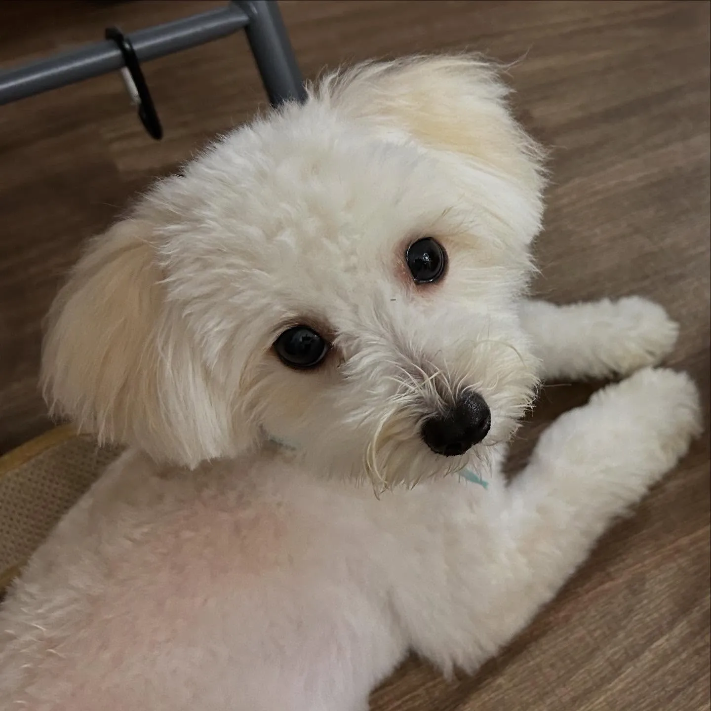 入会してくれたもあくんです🐾