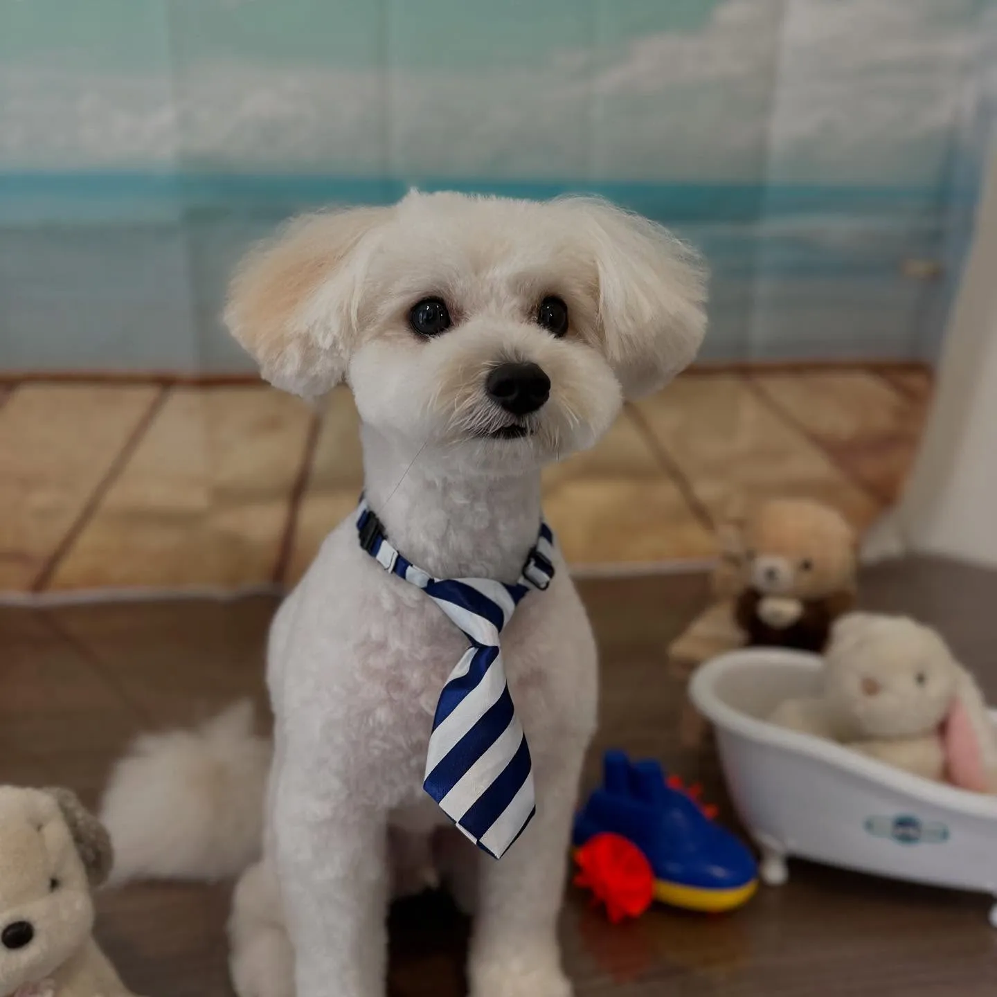 入会してくれたもあくんです🐾