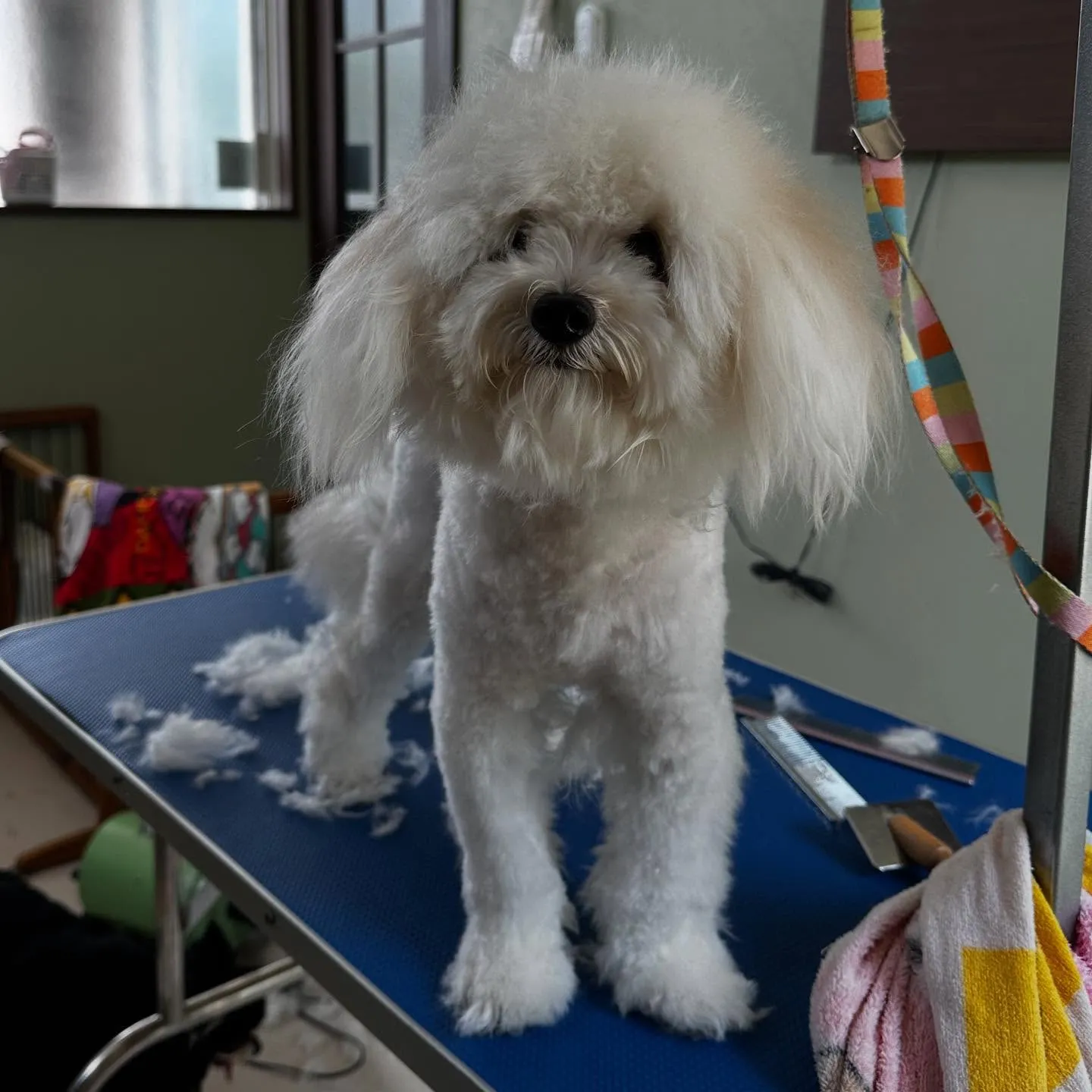 入会してくれたもあくんです🐾