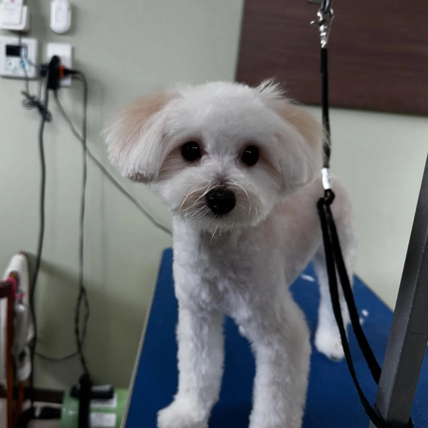 入会してくれたもあくんです🐾