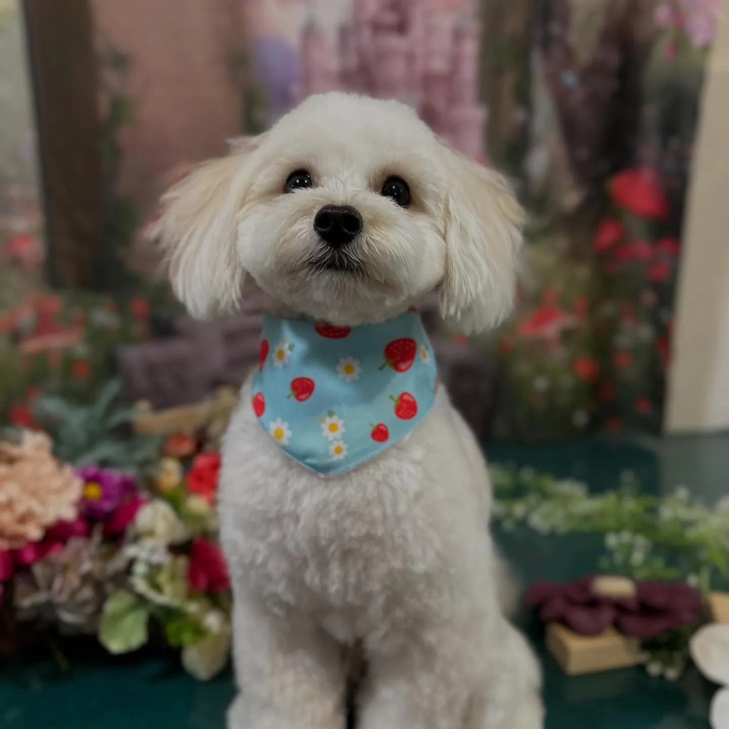 入会してくれたもあくんです🐾