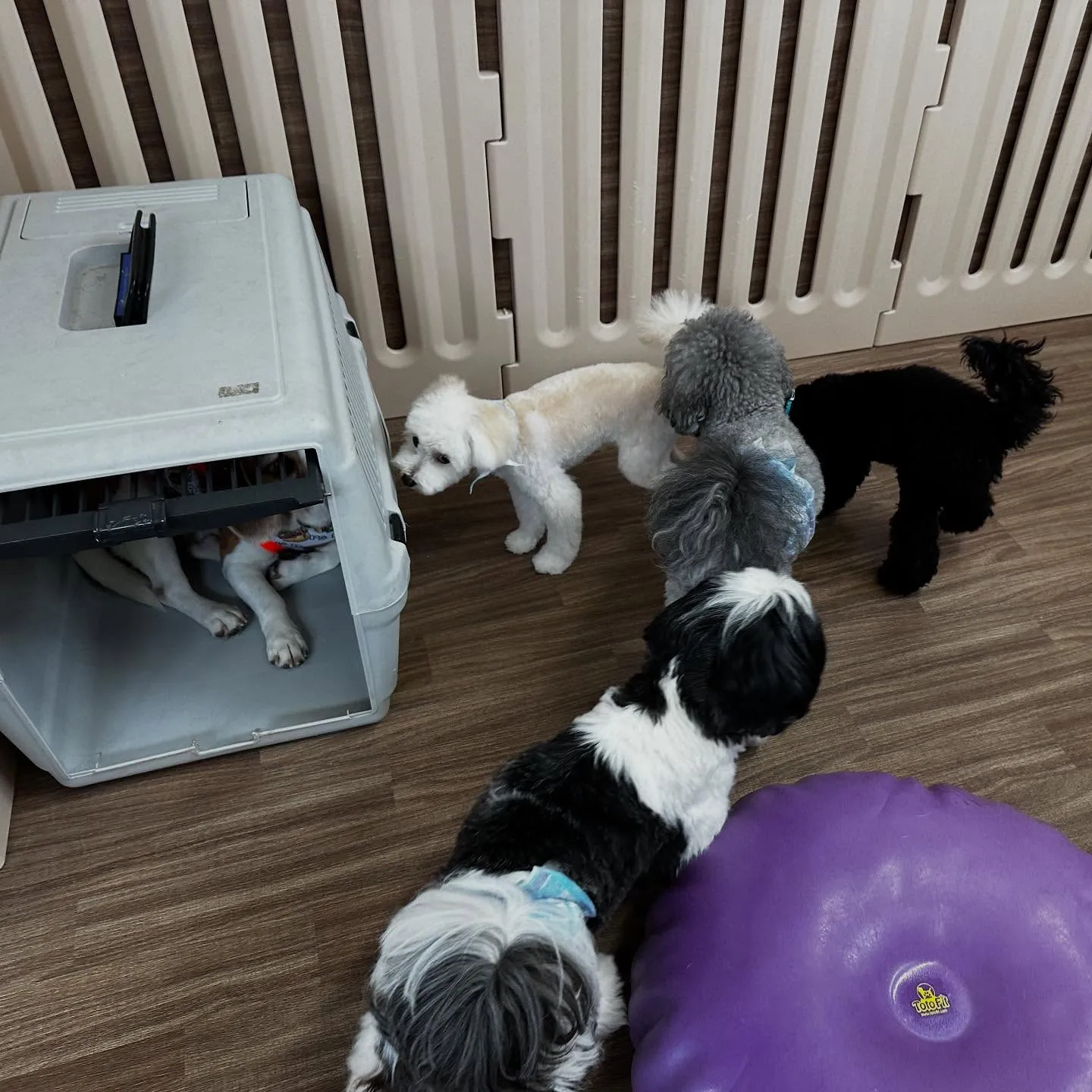 入会してくれたもあくんです🐾