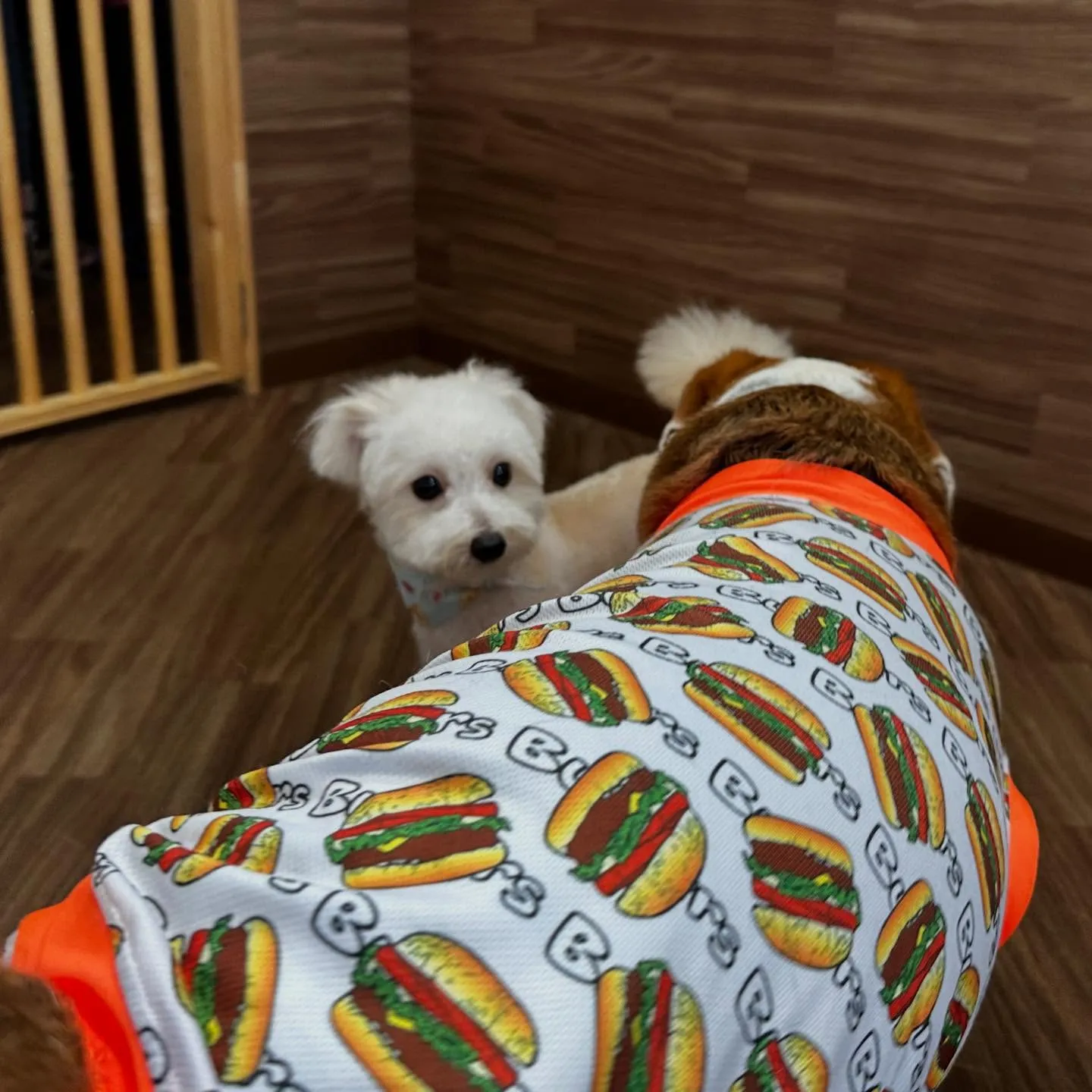 入会してくれたもあくんです🐾