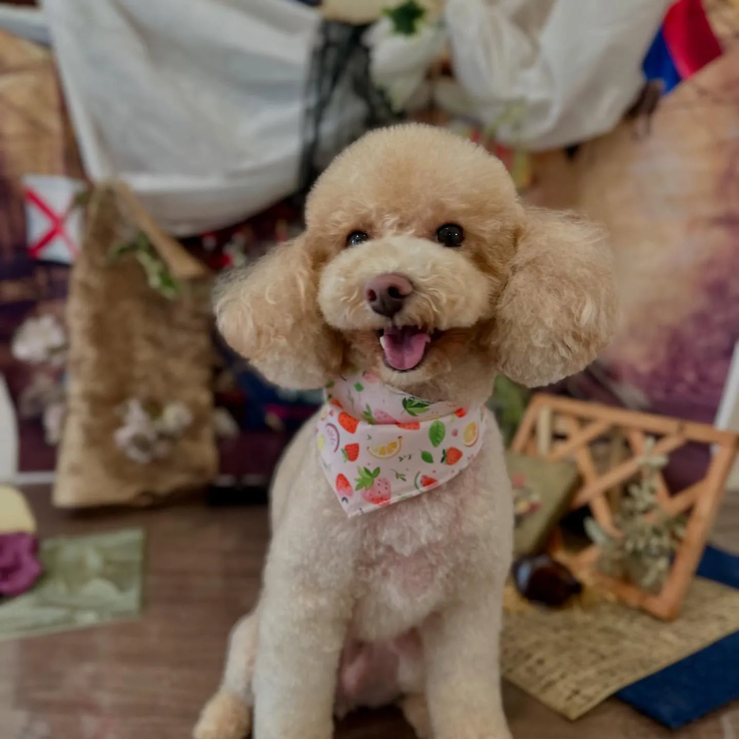 トリミングのセットメニューに来てくれたわんこさんです😊