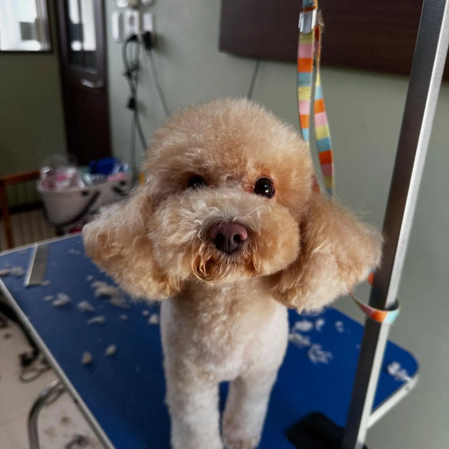 トリミングのセットメニューに来てくれたわんこさんです😊