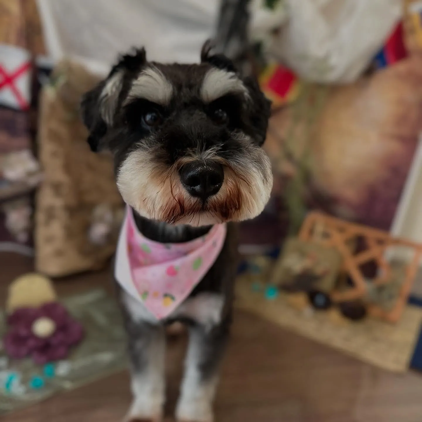 トリミングのセットメニューに来てくれたわんこさんです😊