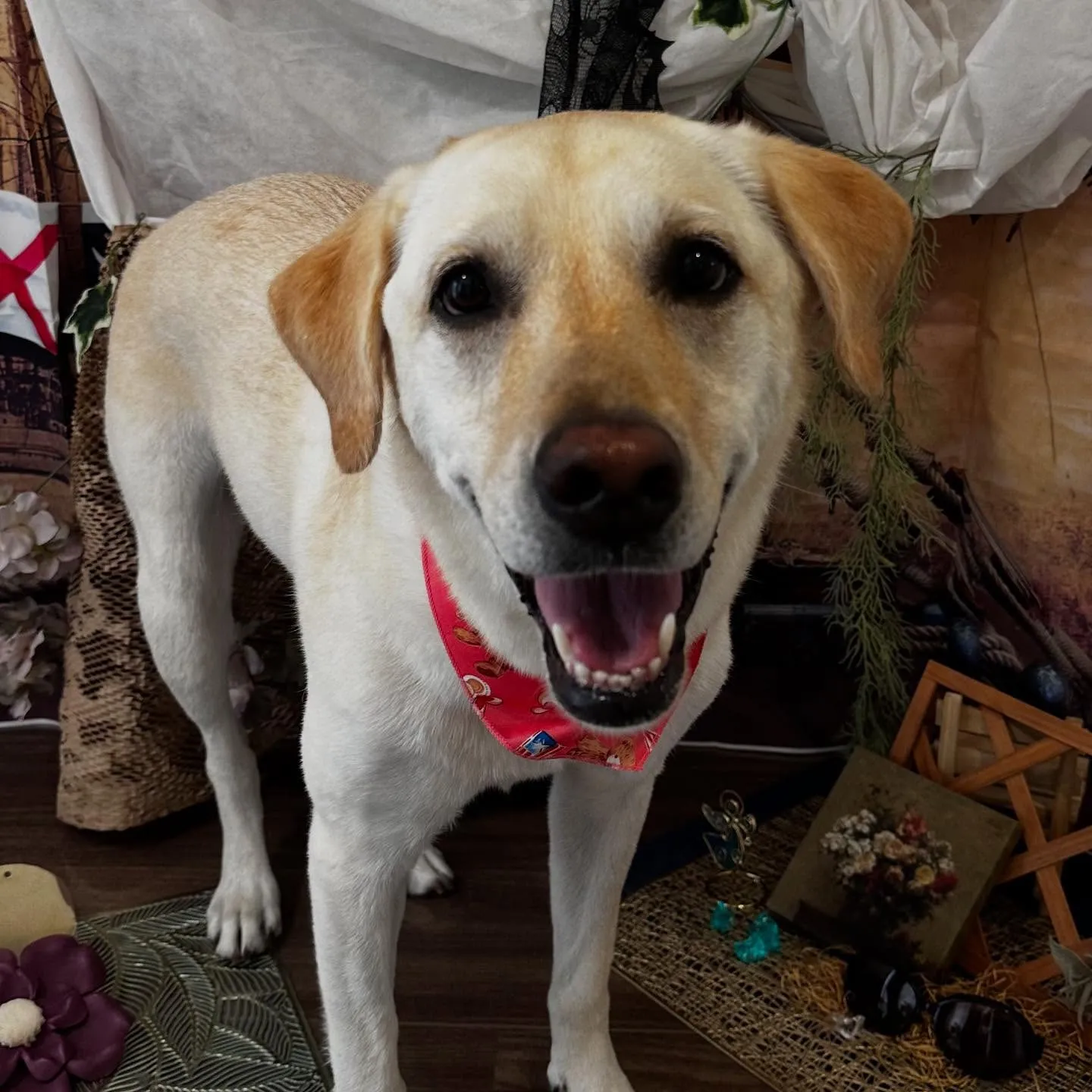 トリミングのセットメニューに来てくれたわんこさんです😊