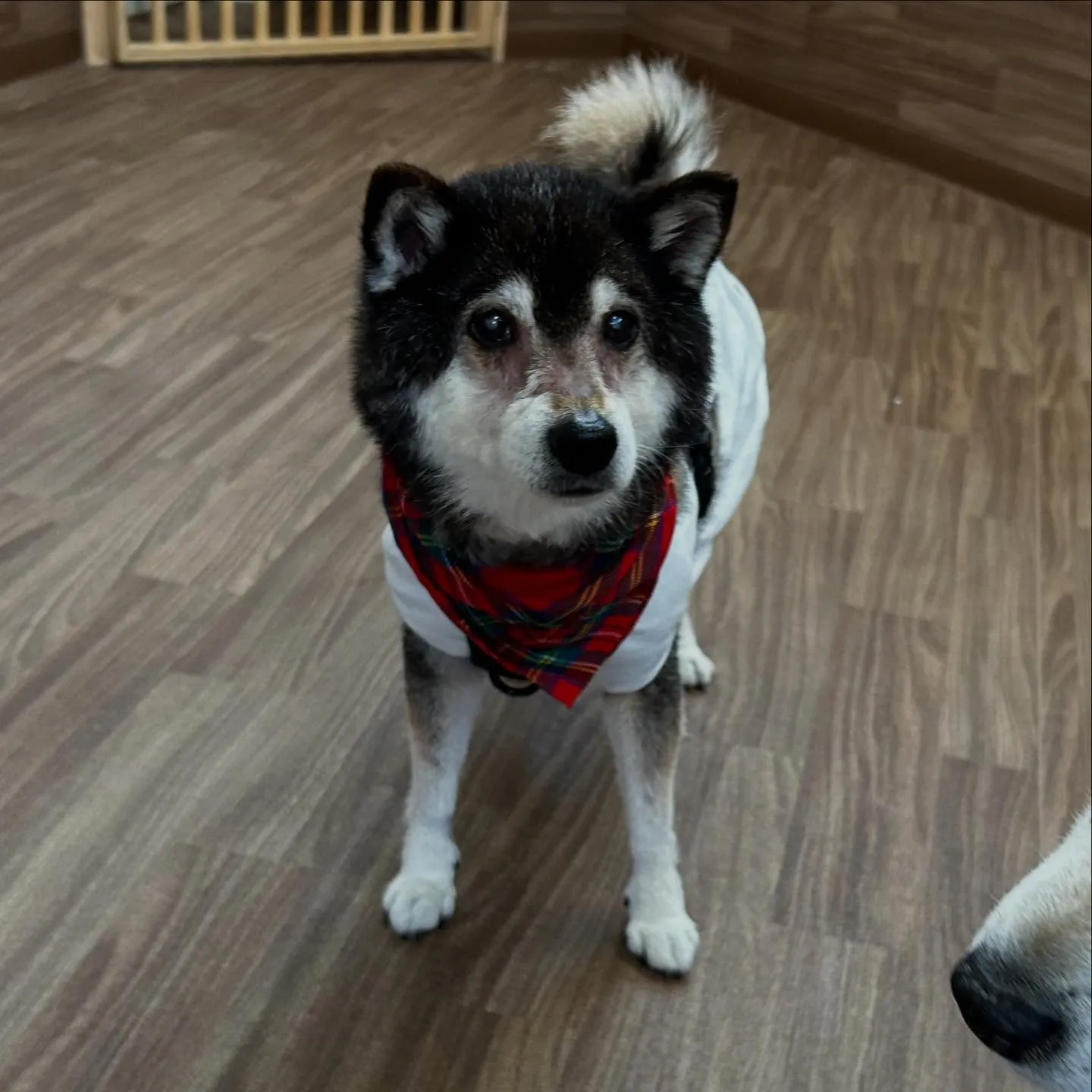 入会してくれたサミーちゃんとコアちゃんです😍