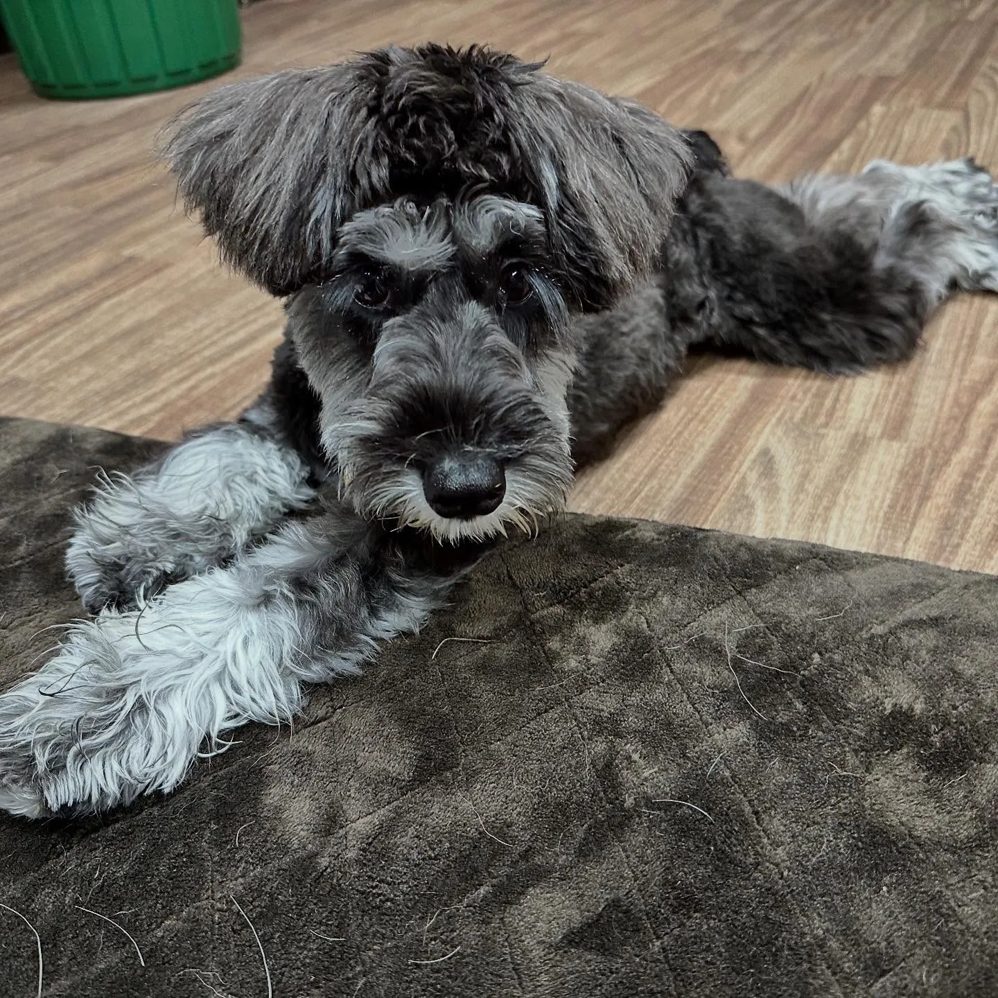 入会してくれたサミーちゃんとコアちゃんです😍