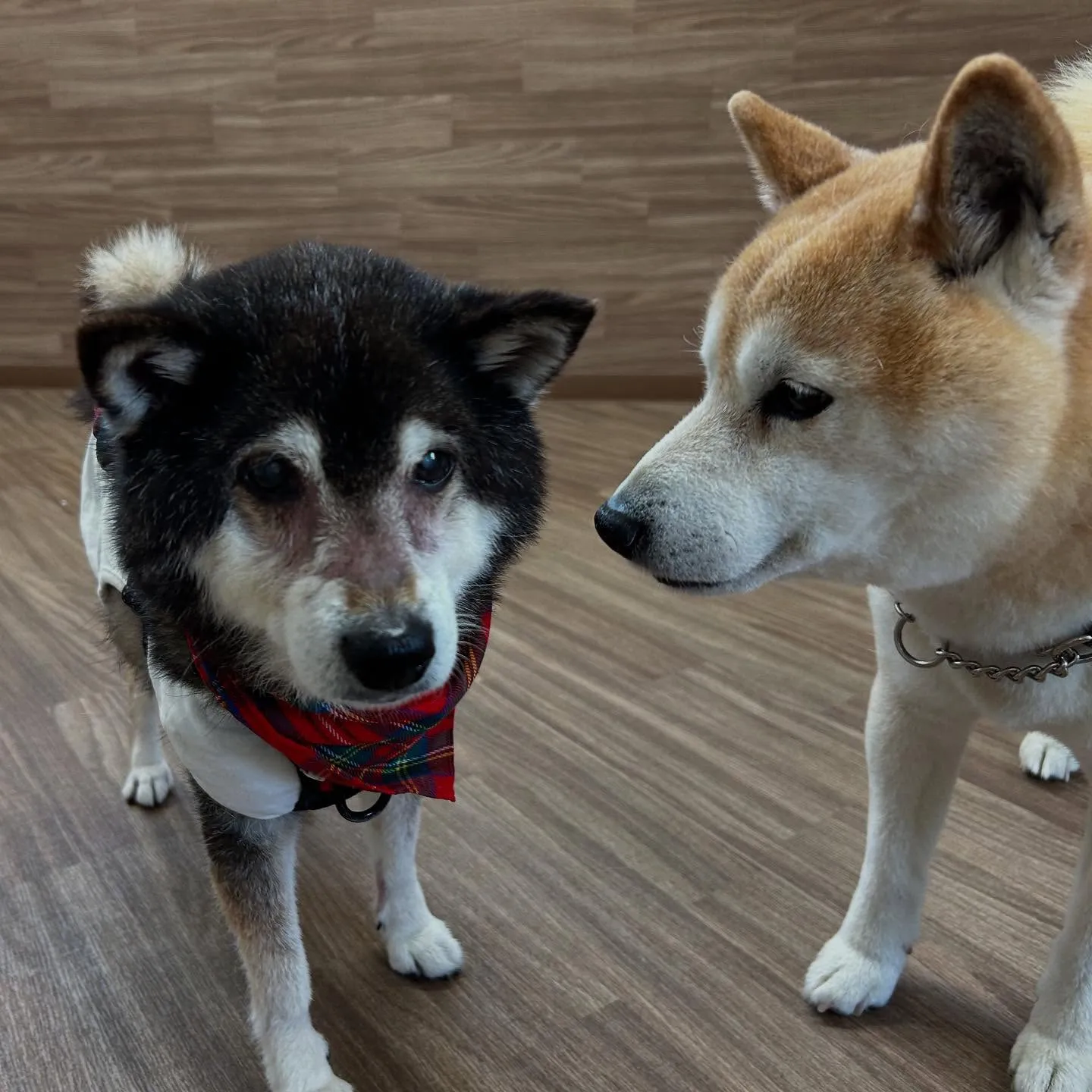 入会してくれたサミーちゃんとコアちゃんです😍