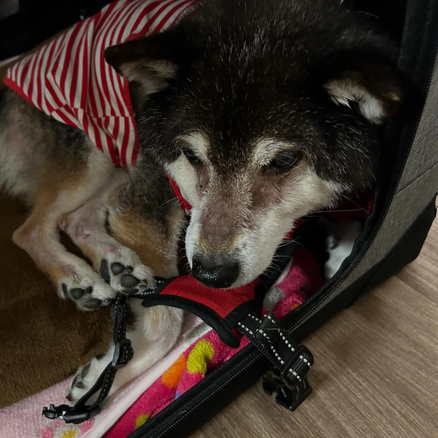 入会してくれたサミーちゃんとコアちゃんです😍