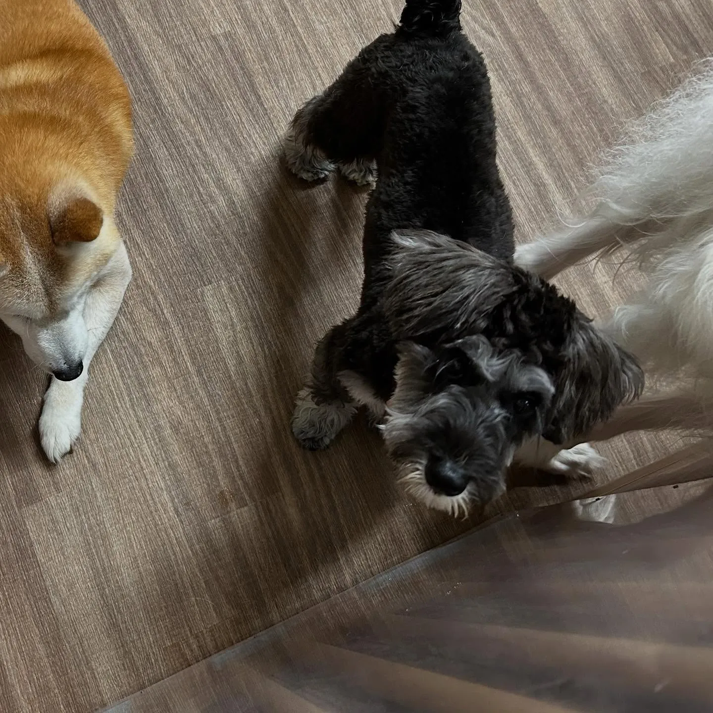 入会してくれたサミーちゃんとコアちゃんです😍