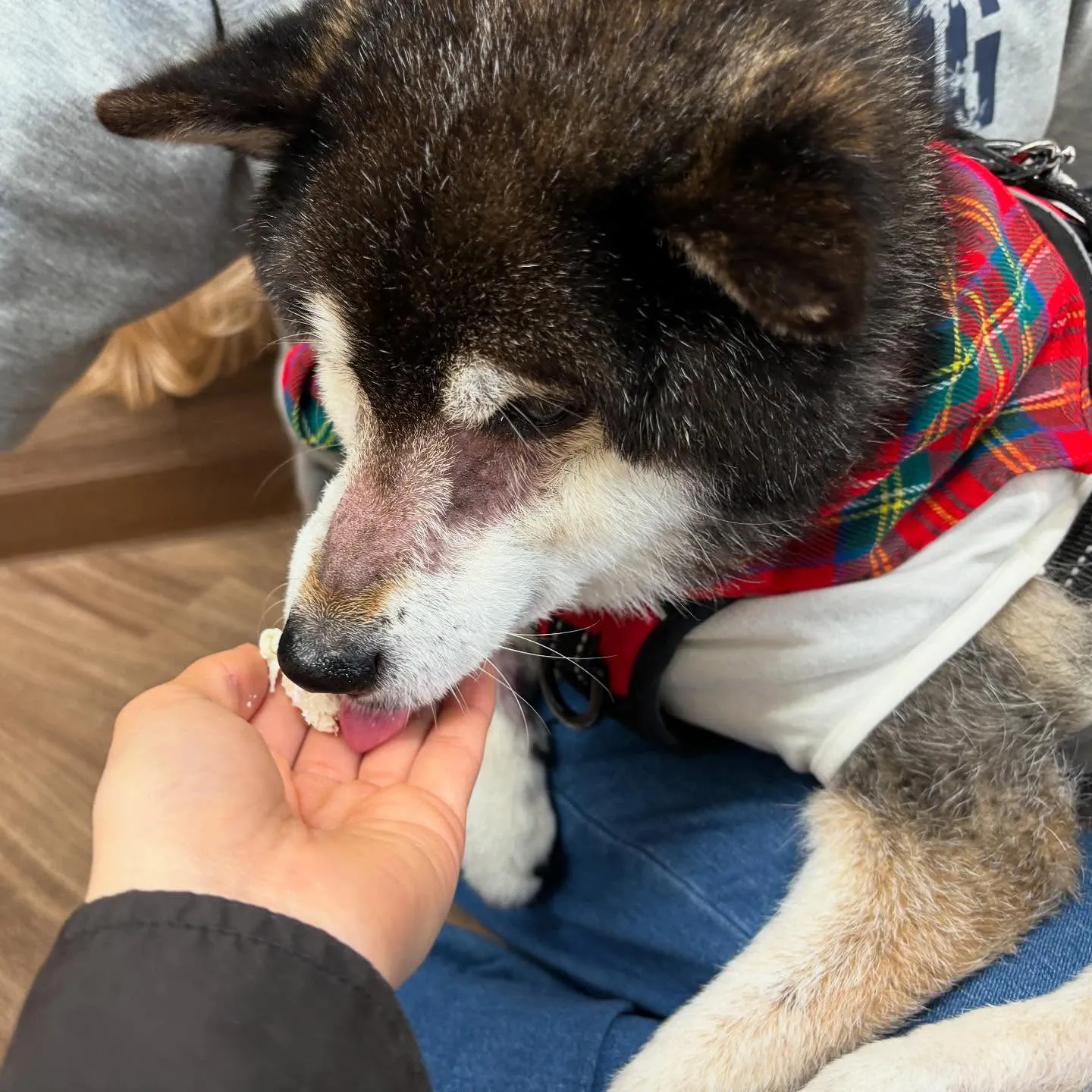 入会してくれたサミーちゃんとコアちゃんです😍