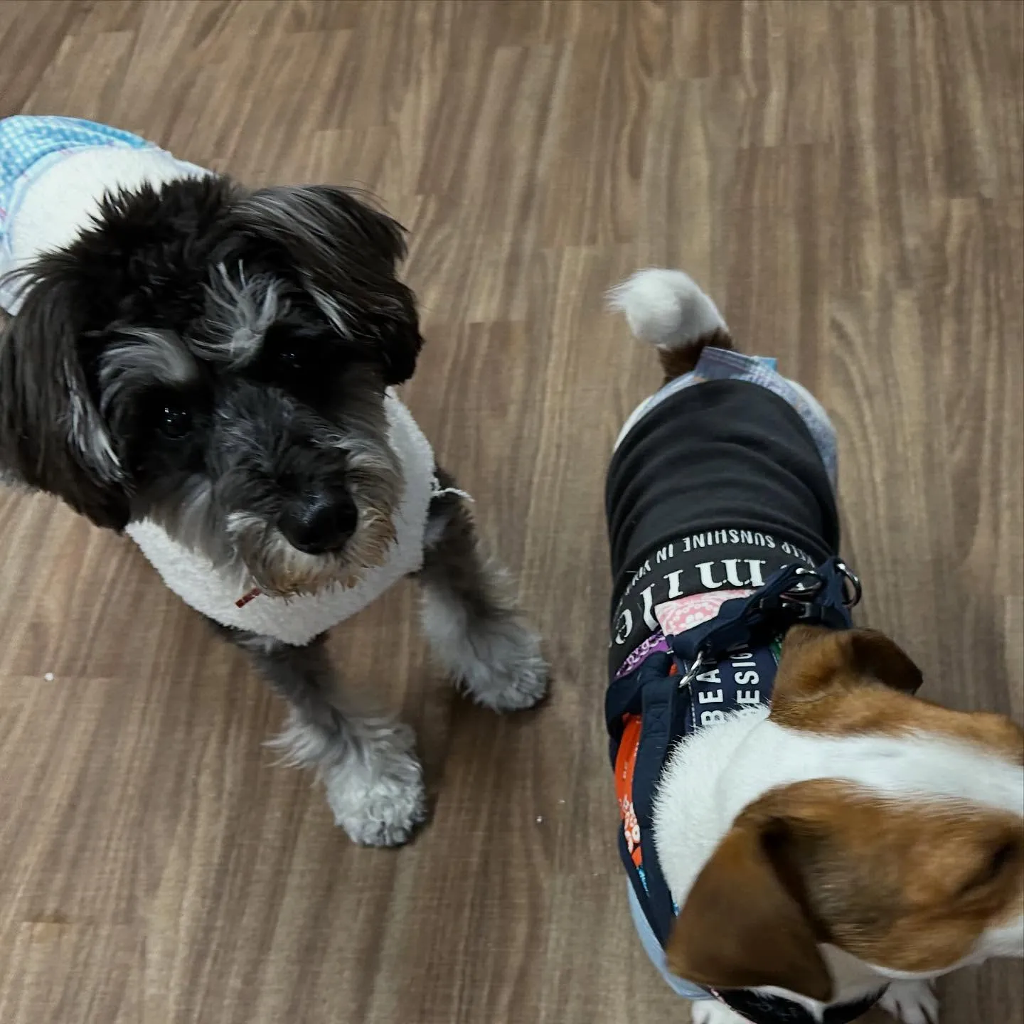 入会してくれたサミーちゃんとコアちゃんです😍