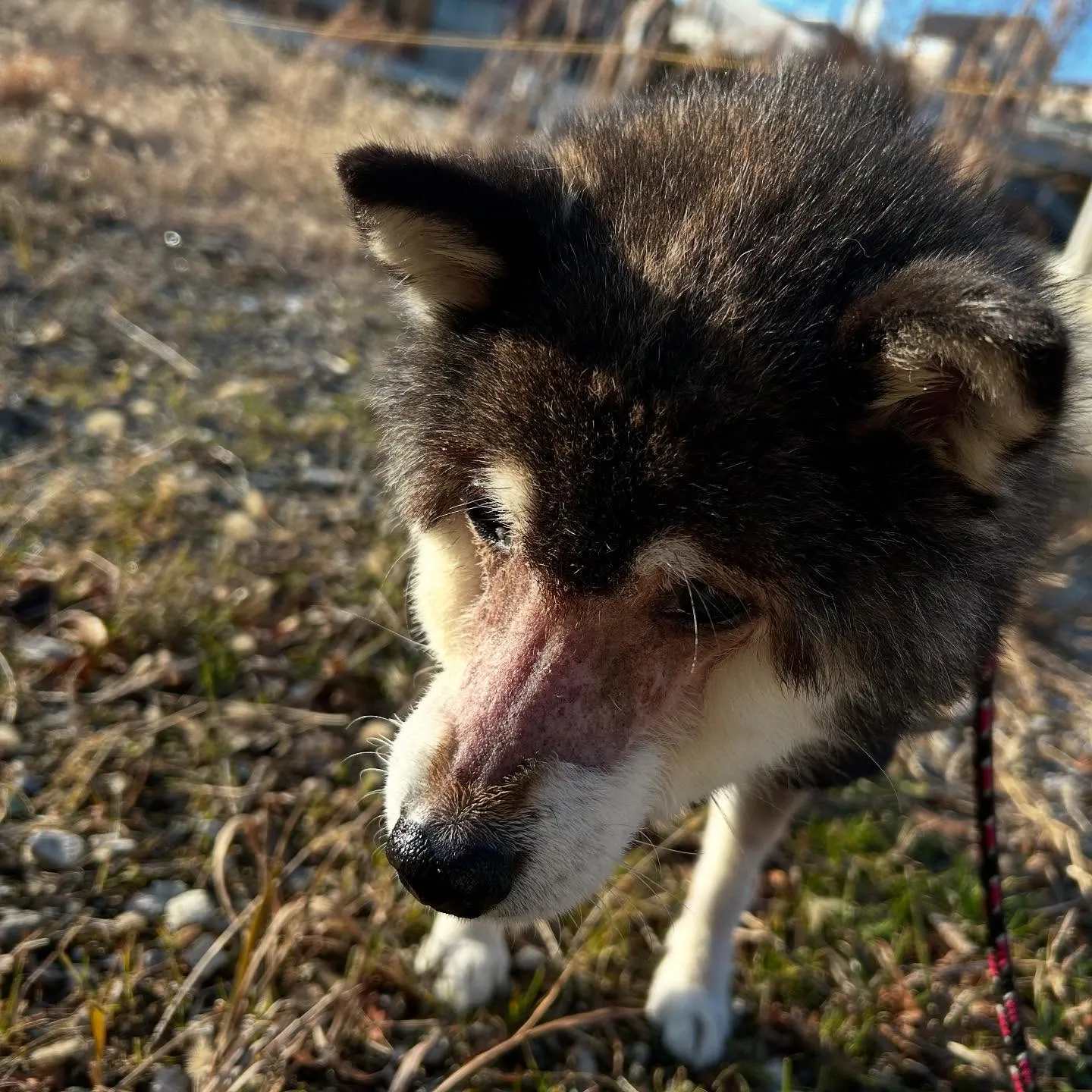 入会してくれたサミーちゃんとコアちゃんです😍