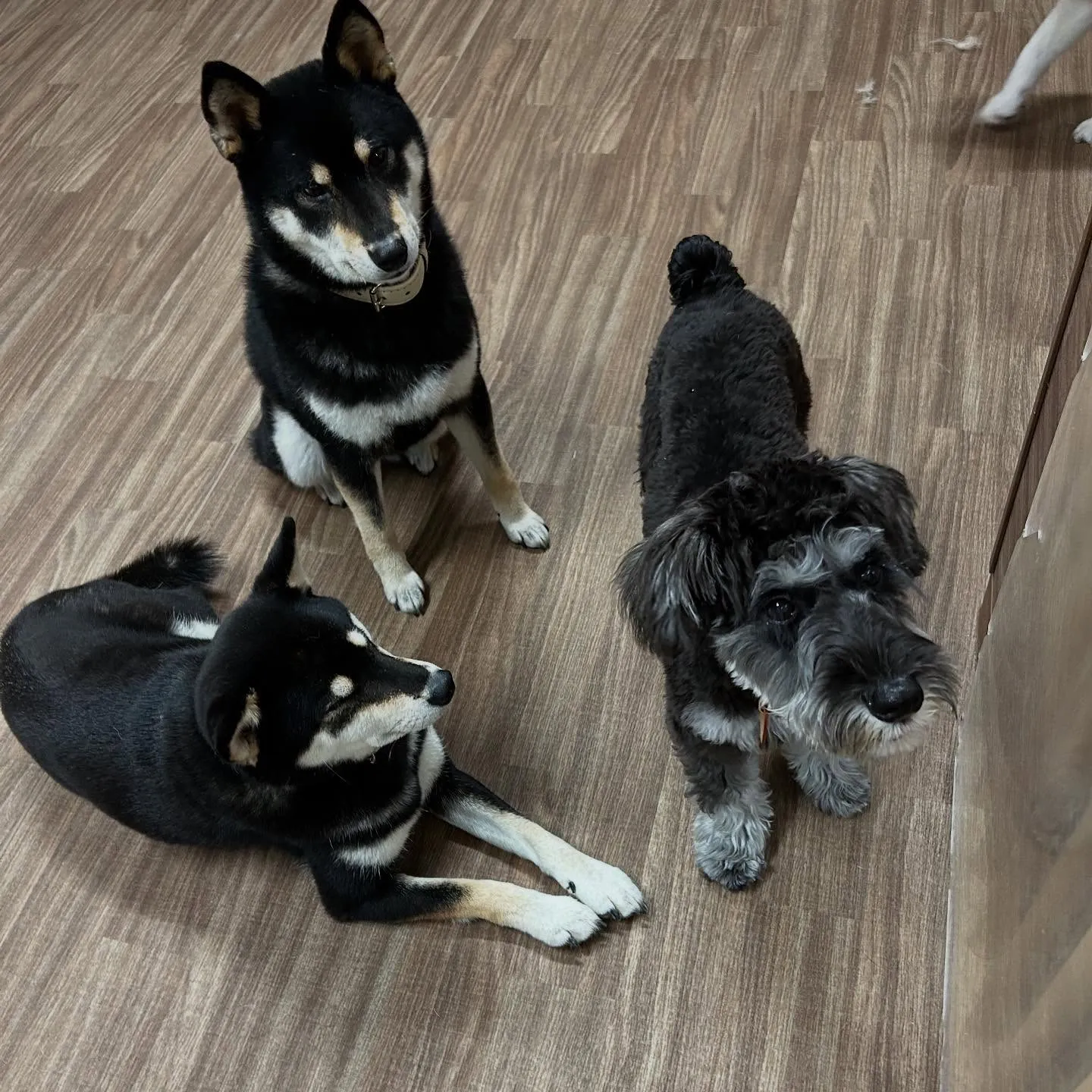 入会してくれたサミーちゃんとコアちゃんです😍