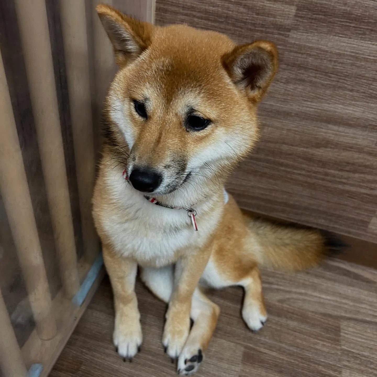 先月アップしきれなかったトリミングわんこたちです🎶